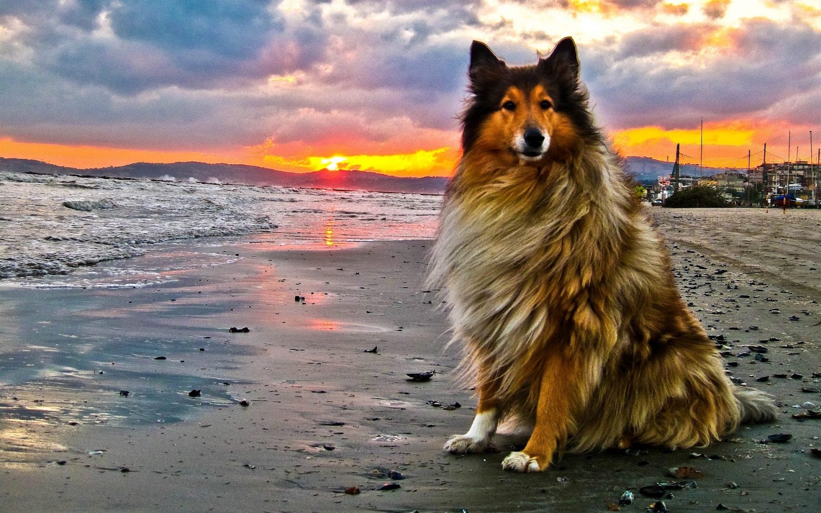 Collie Wallpapers