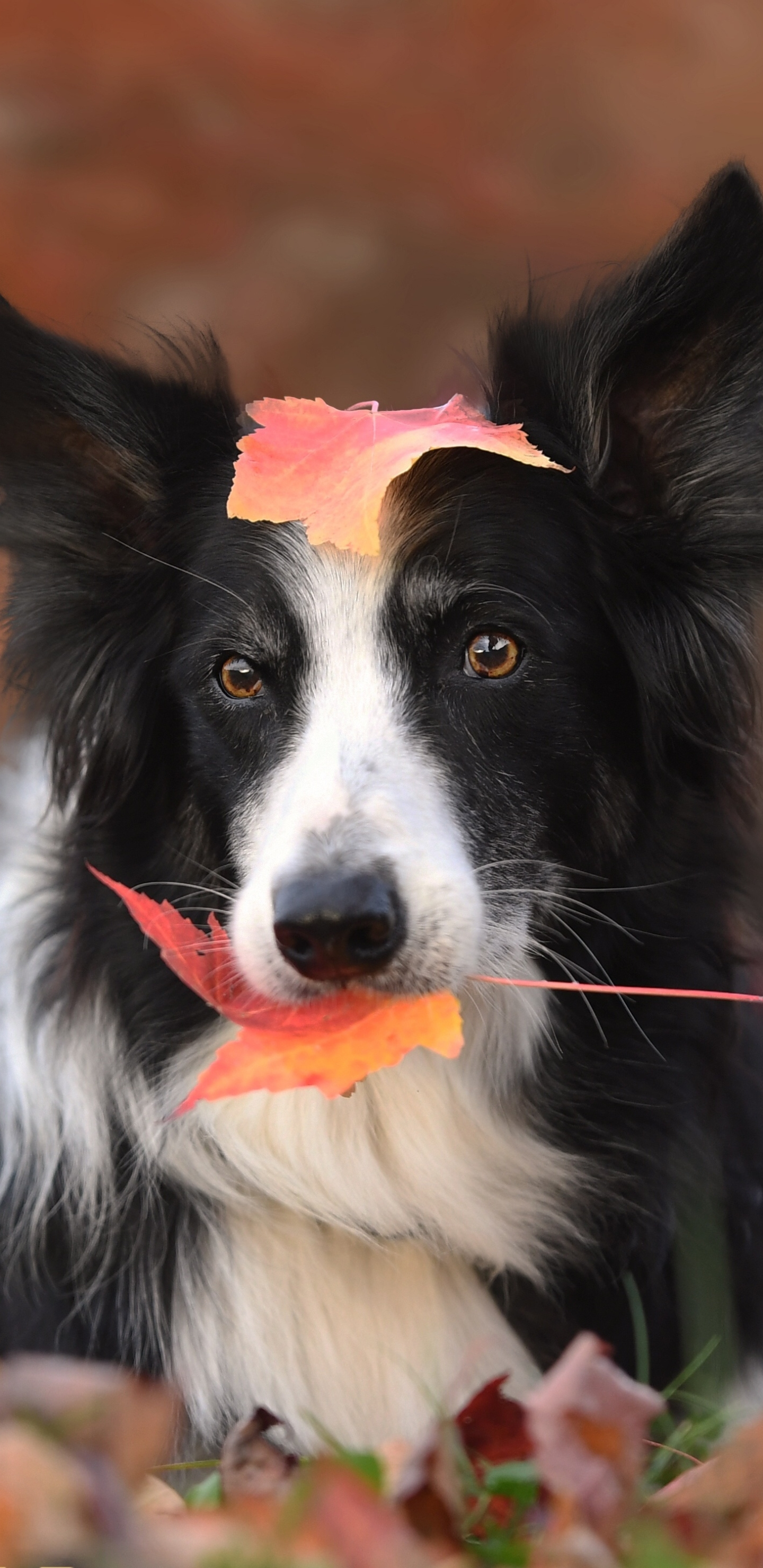 Collie Wallpapers