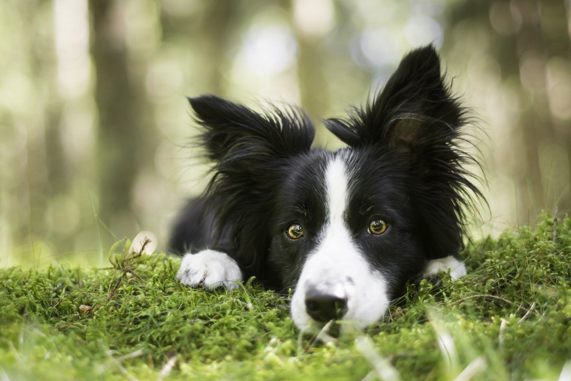 Collie Wallpapers