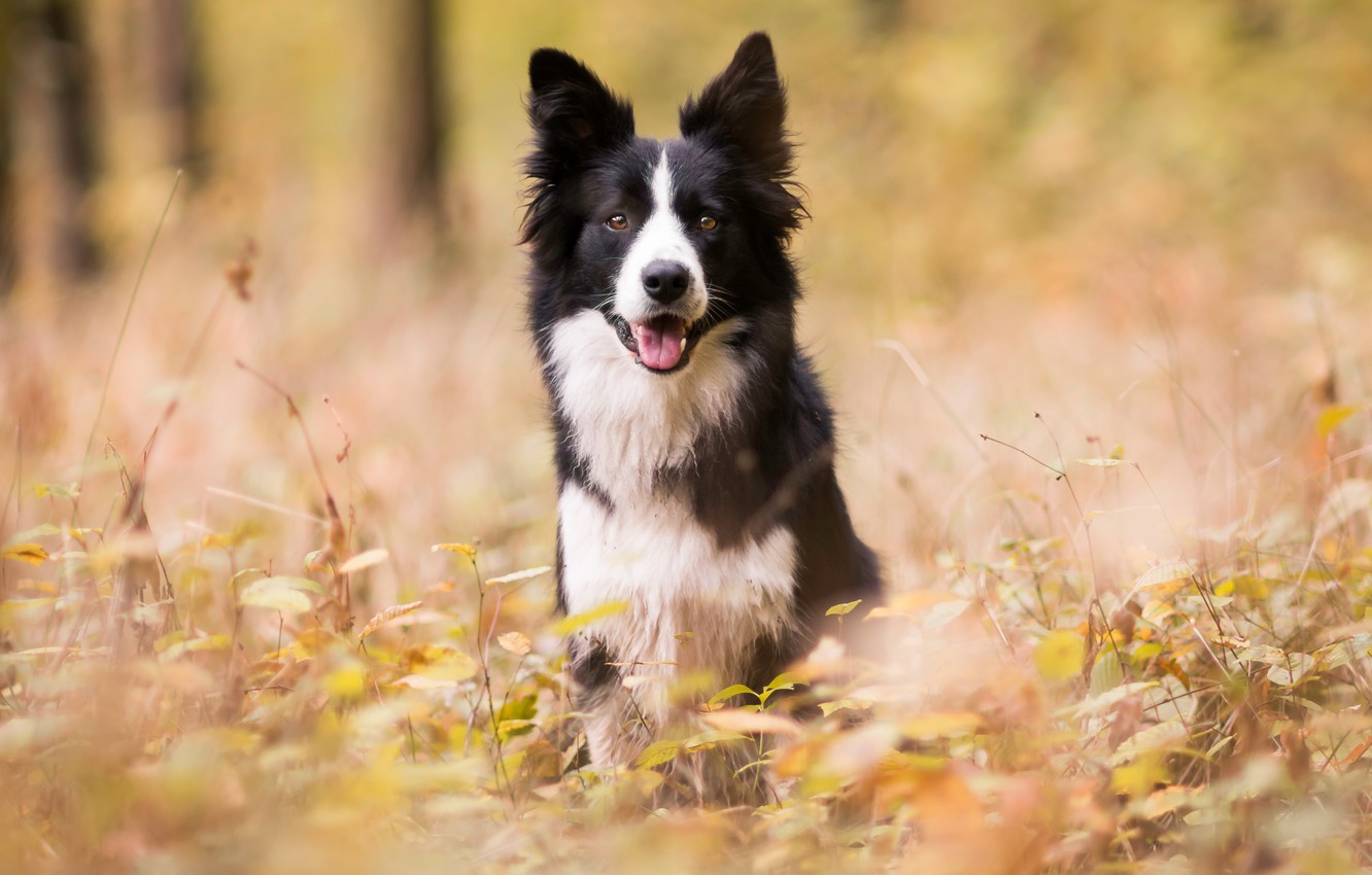 Collie Wallpapers