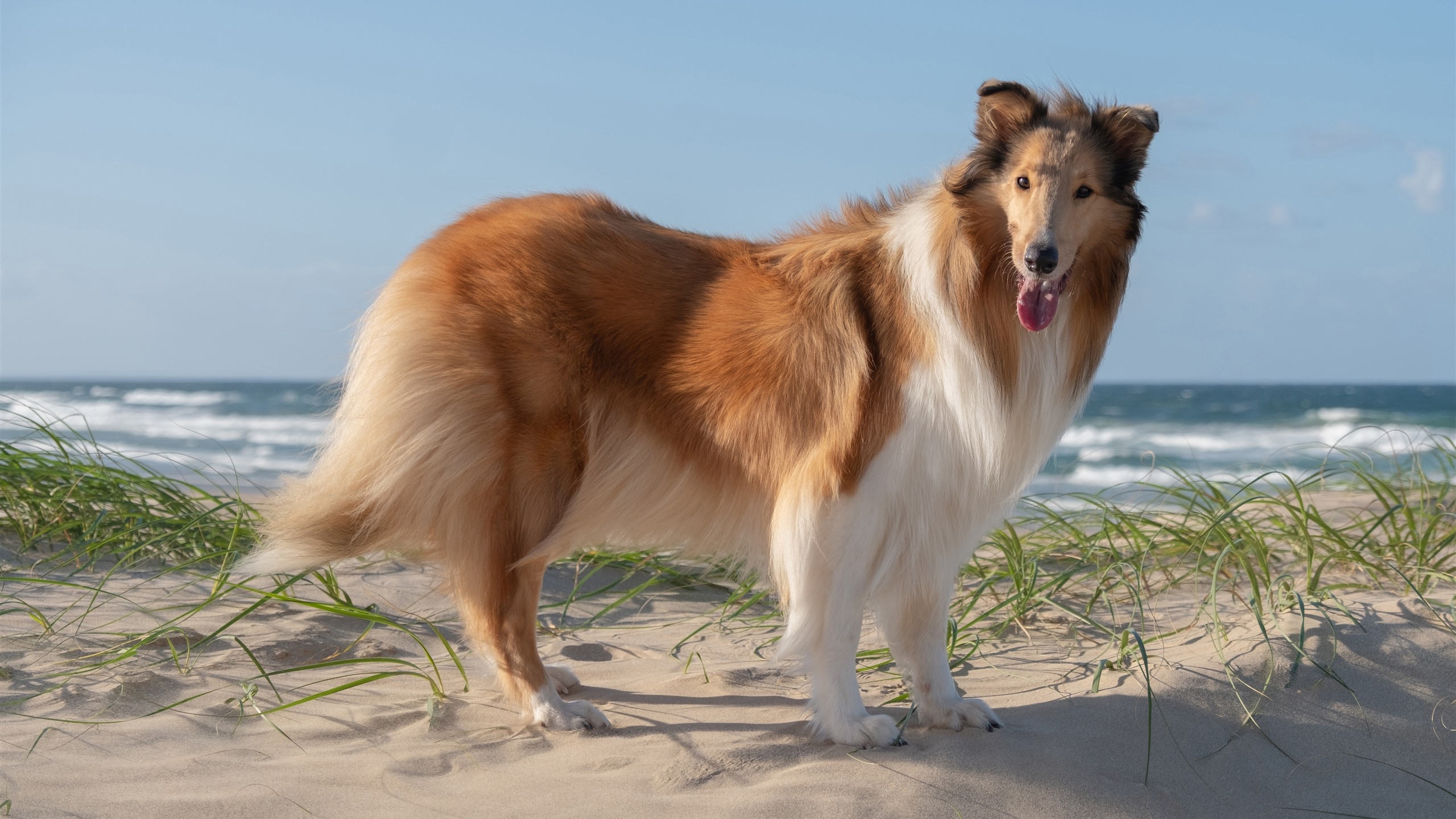 Collie Wallpapers