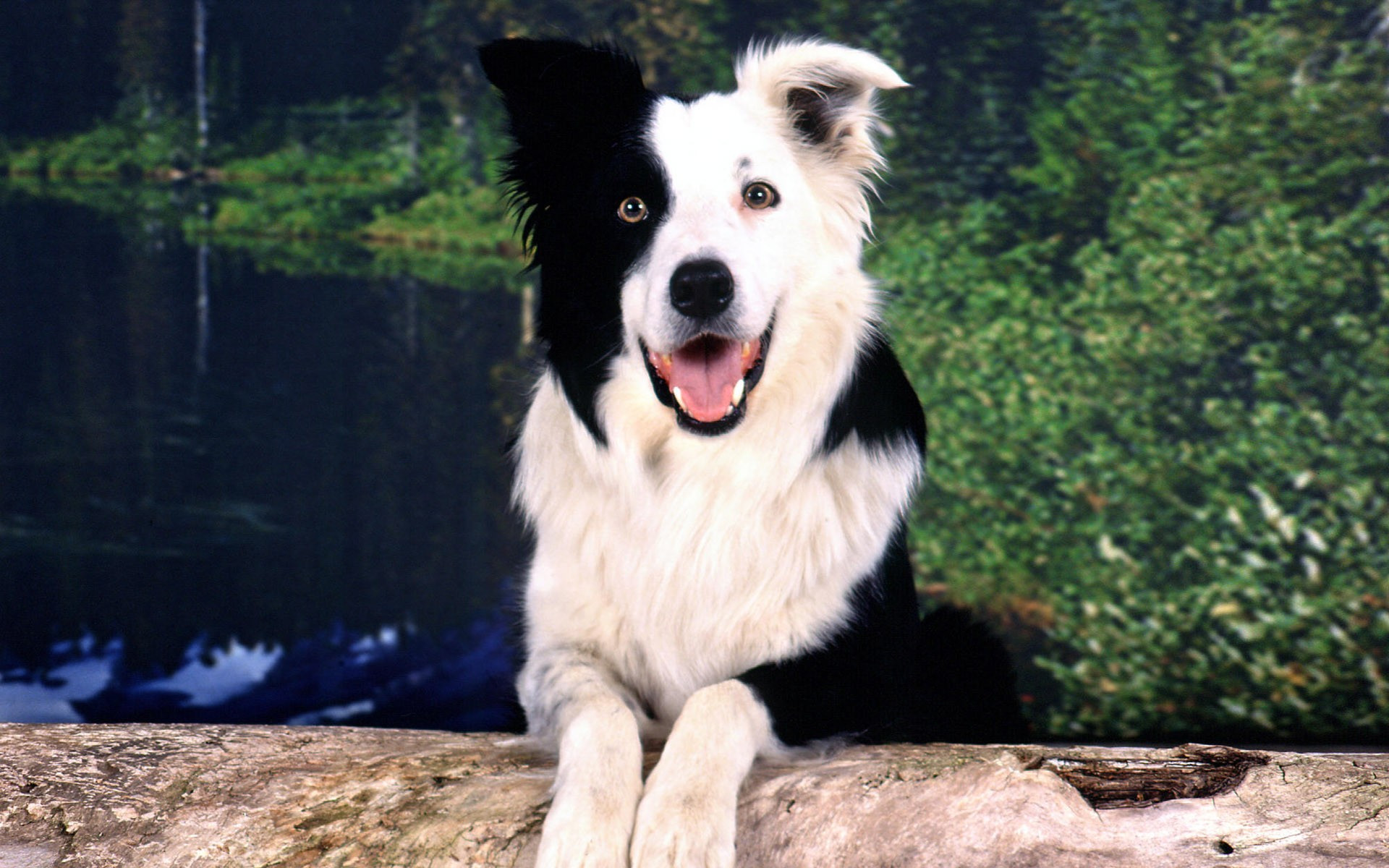 Collie Wallpapers