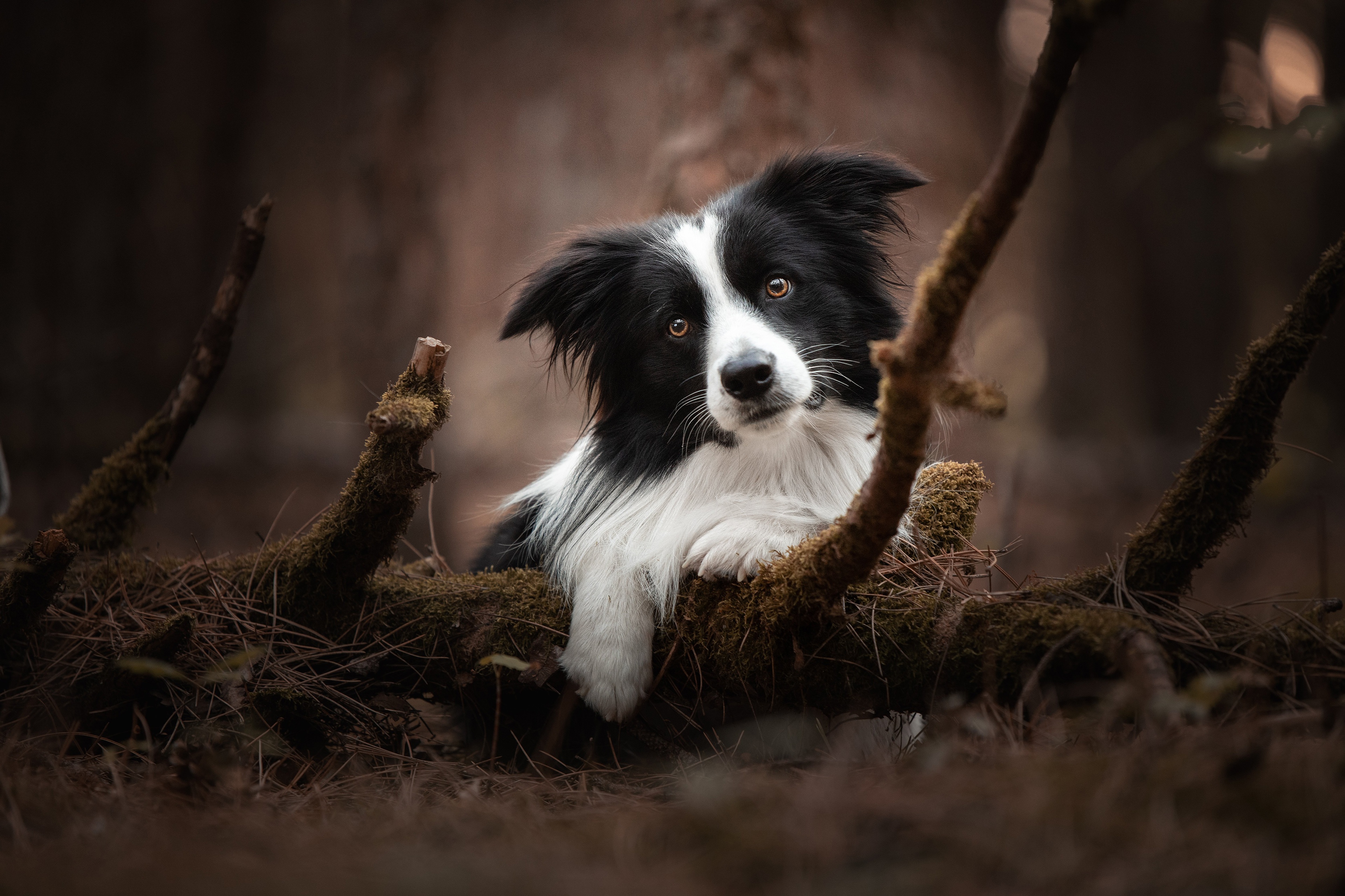 Collie Wallpapers