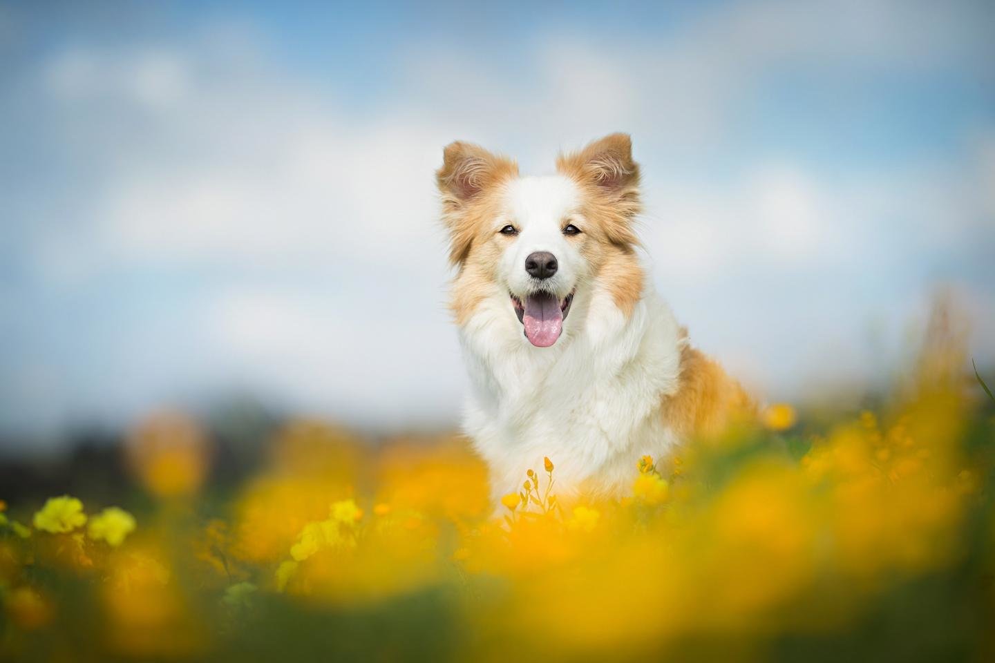 Collie Wallpapers