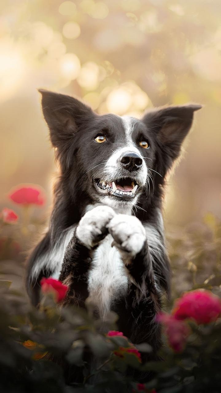 Collie Wallpapers