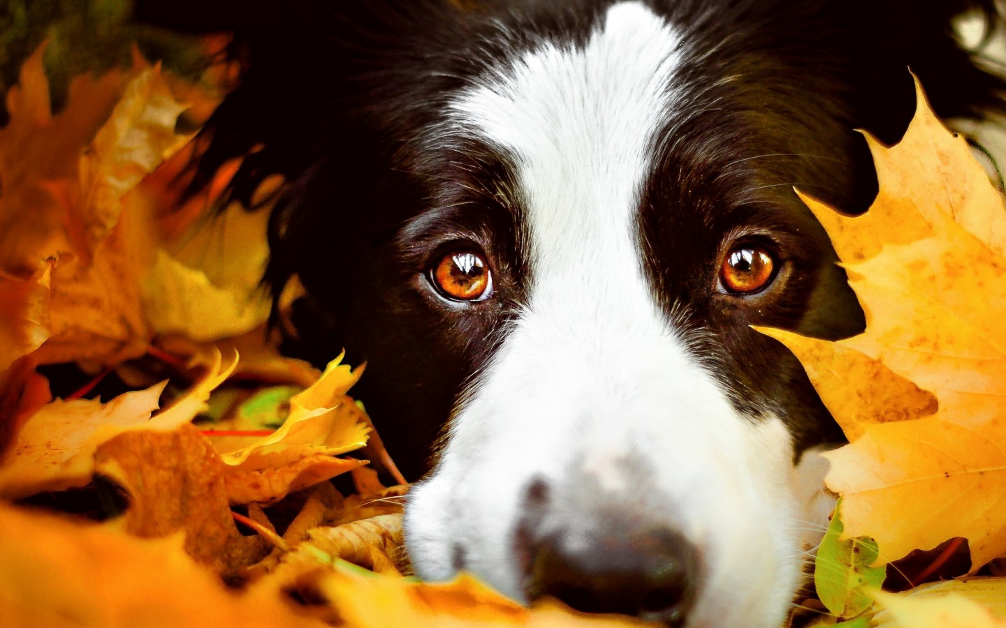 Collie Wallpapers