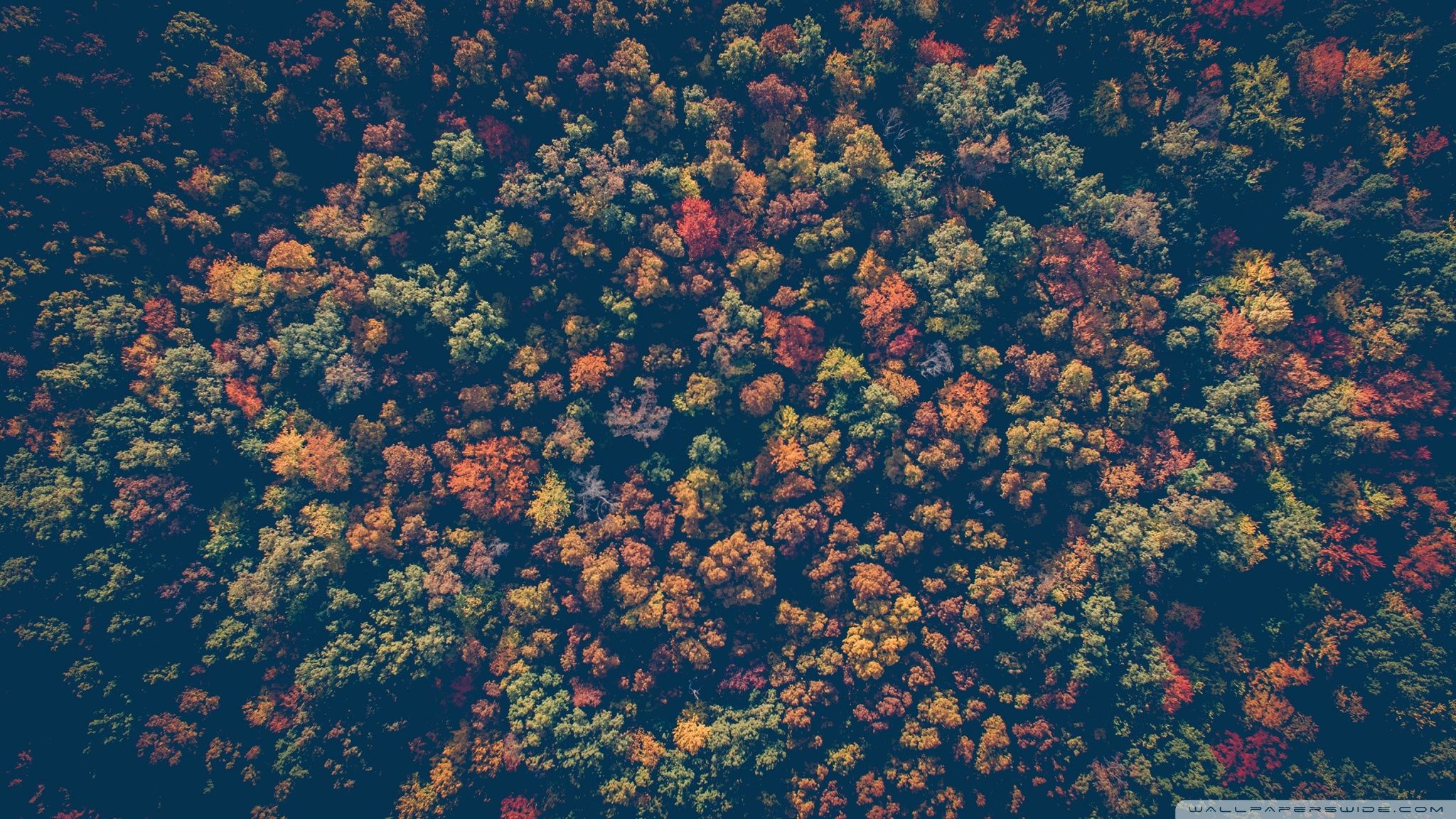 Color Forest Wallpapers