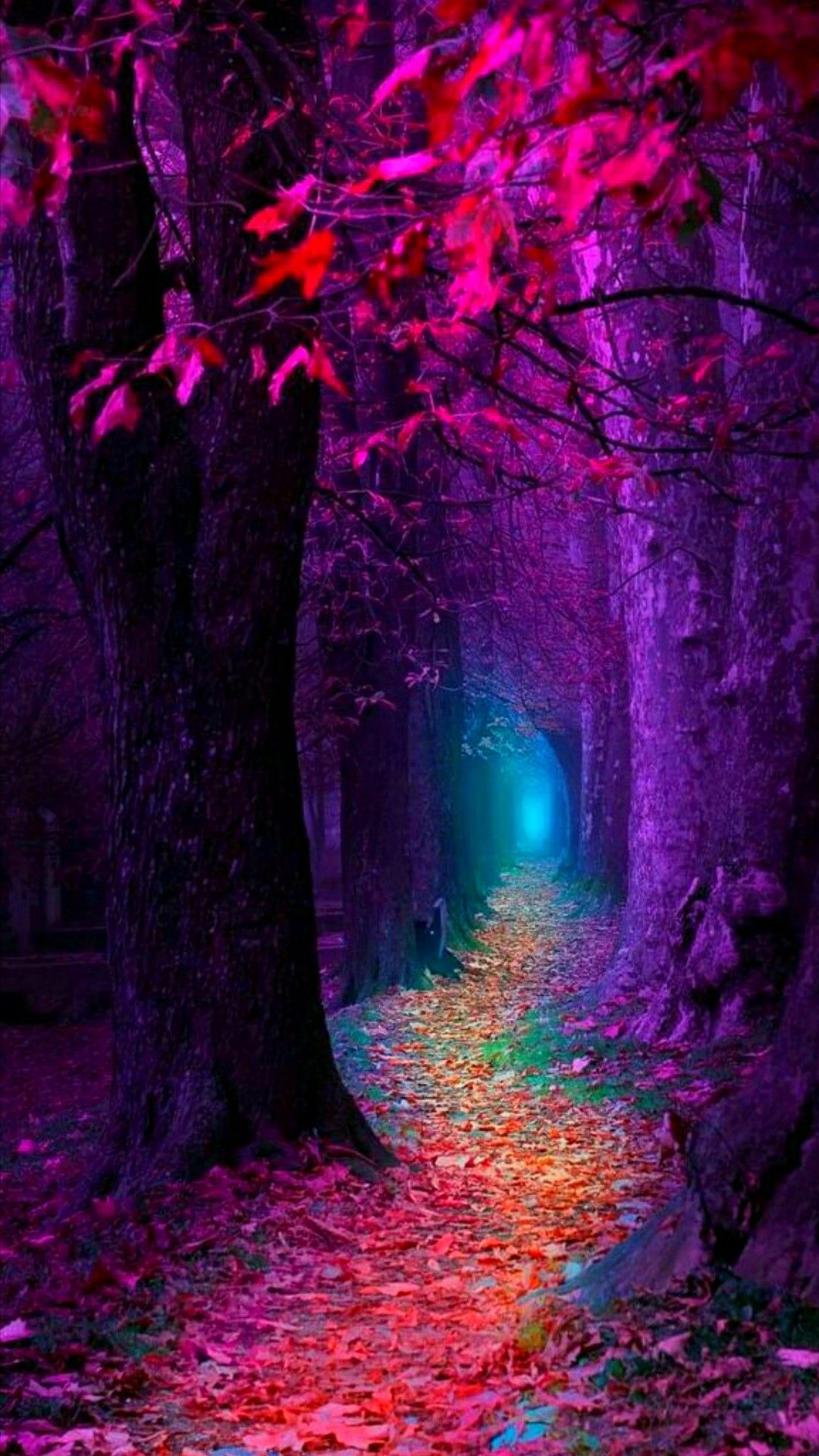 Color Forest Wallpapers