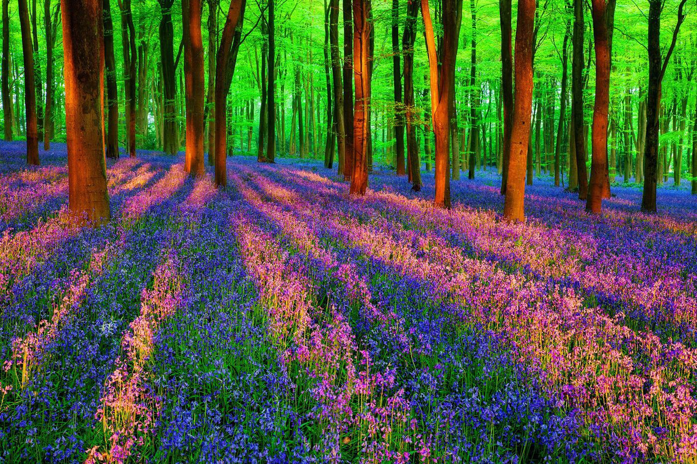 Color Forest Wallpapers