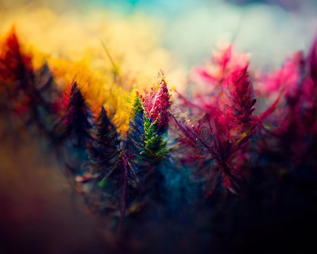 Color Forest Wallpapers