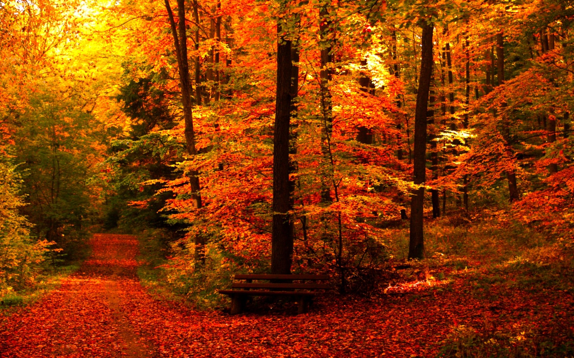 Color Forest Wallpapers