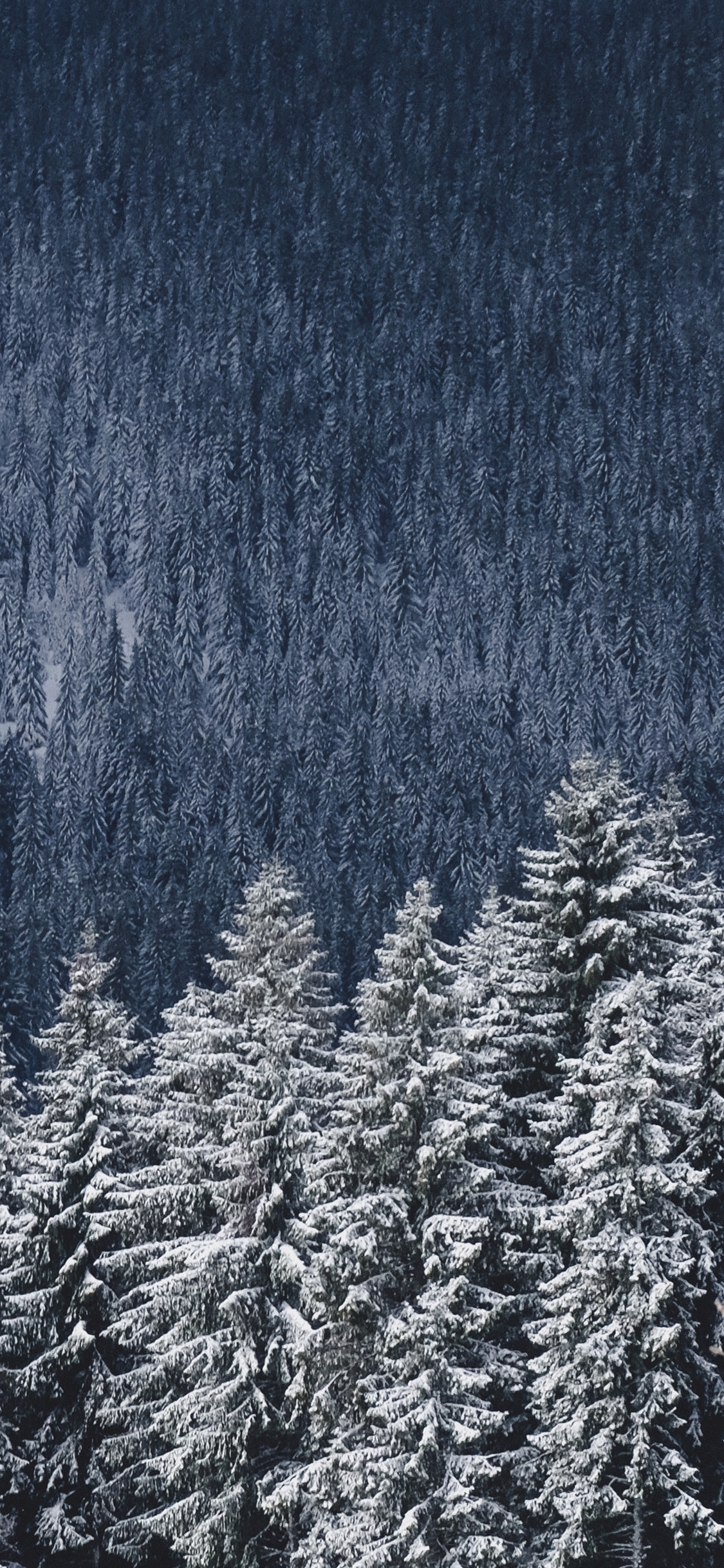 Colorado Snow Wallpapers