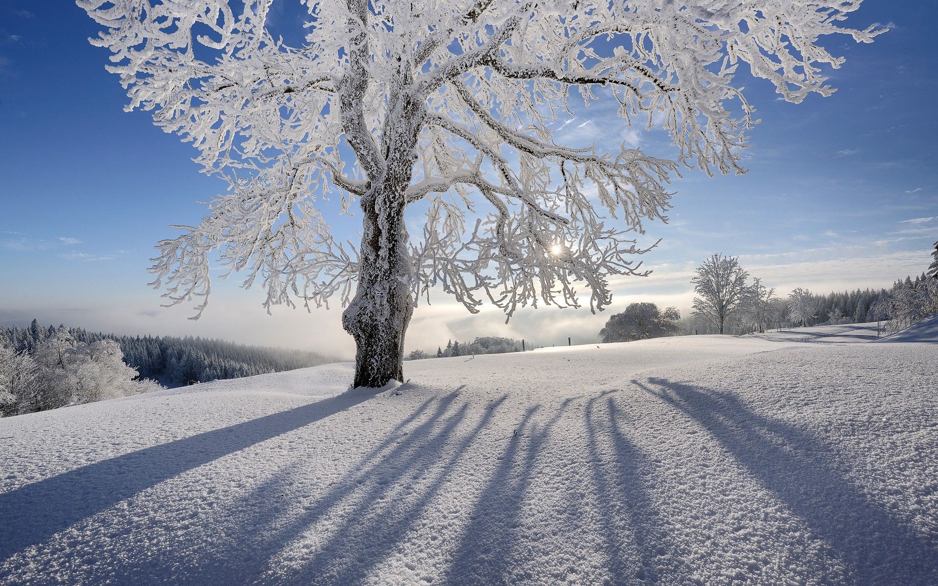 Colorado Snow Wallpapers