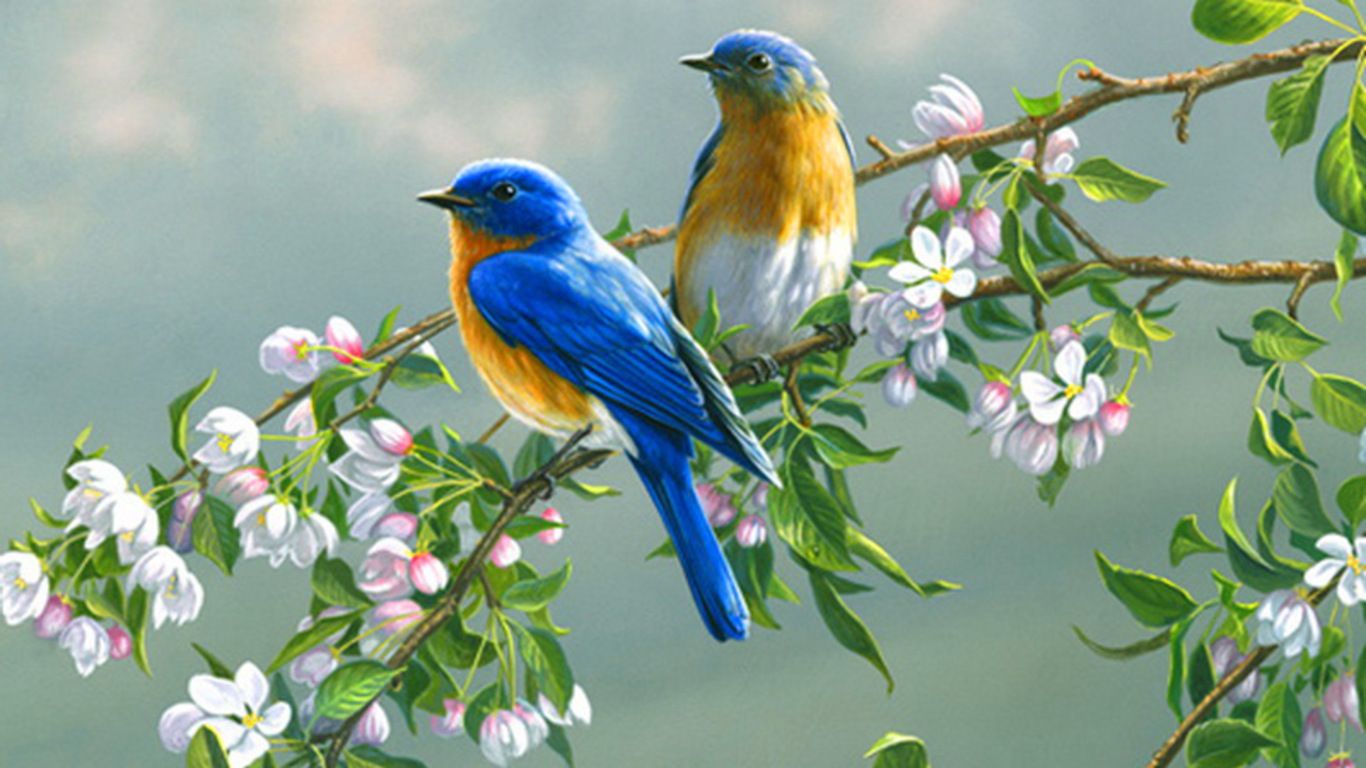 Colorful Birds Wallpapers