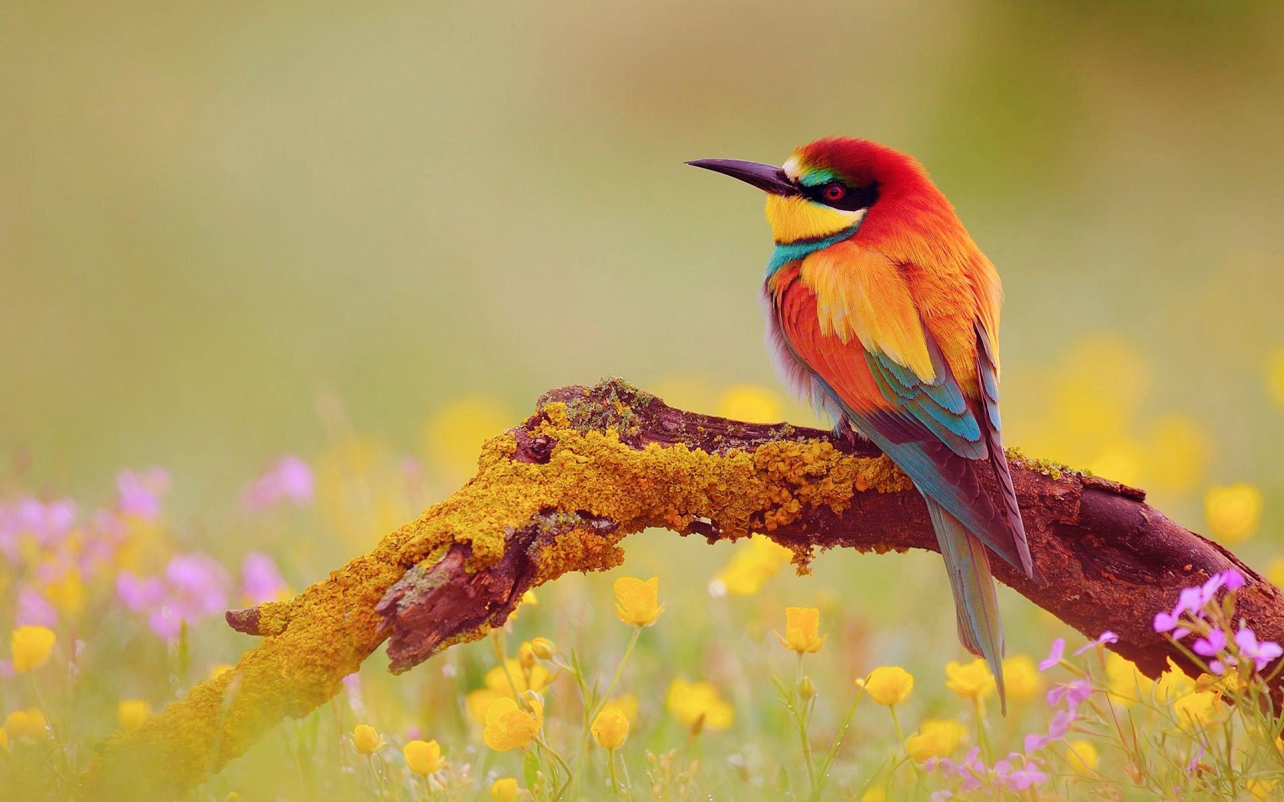 Colorful Birds Wallpapers