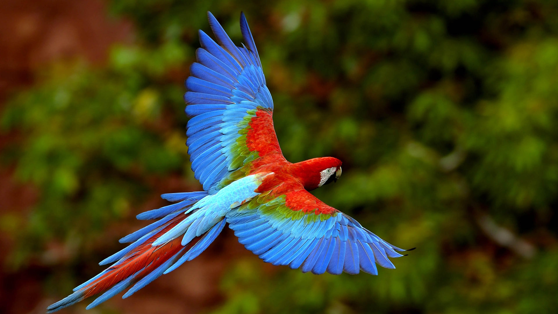 Colorful Birds Wallpapers