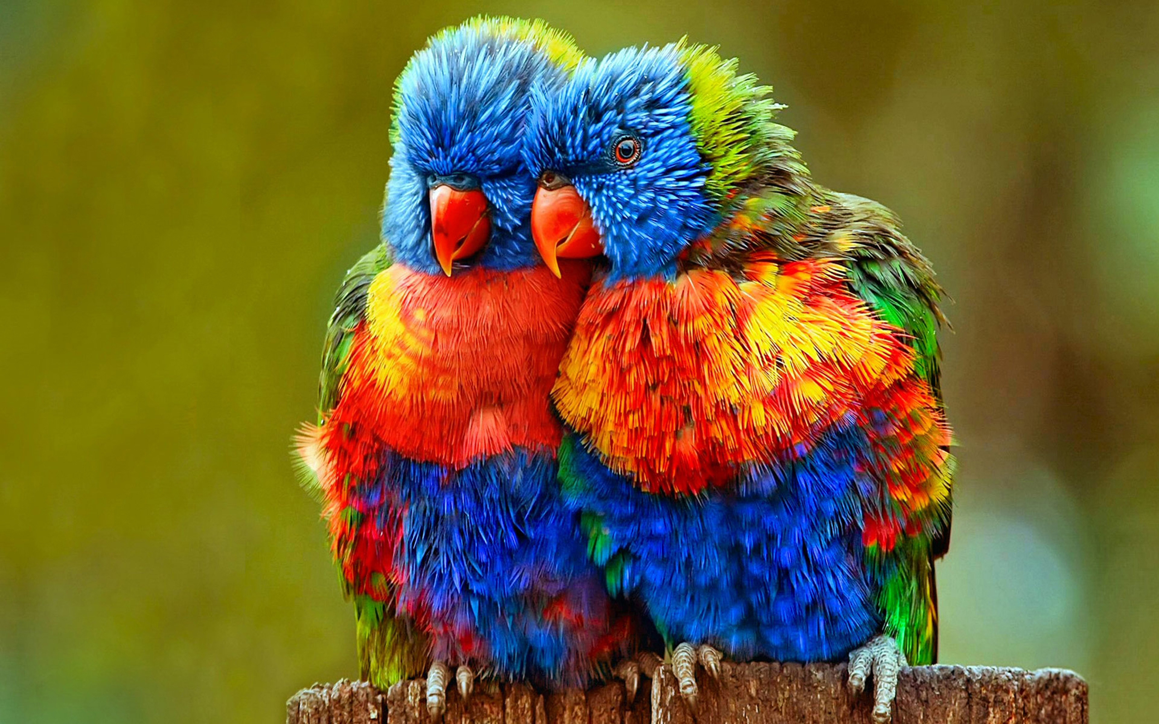 Colorful Birds Wallpapers