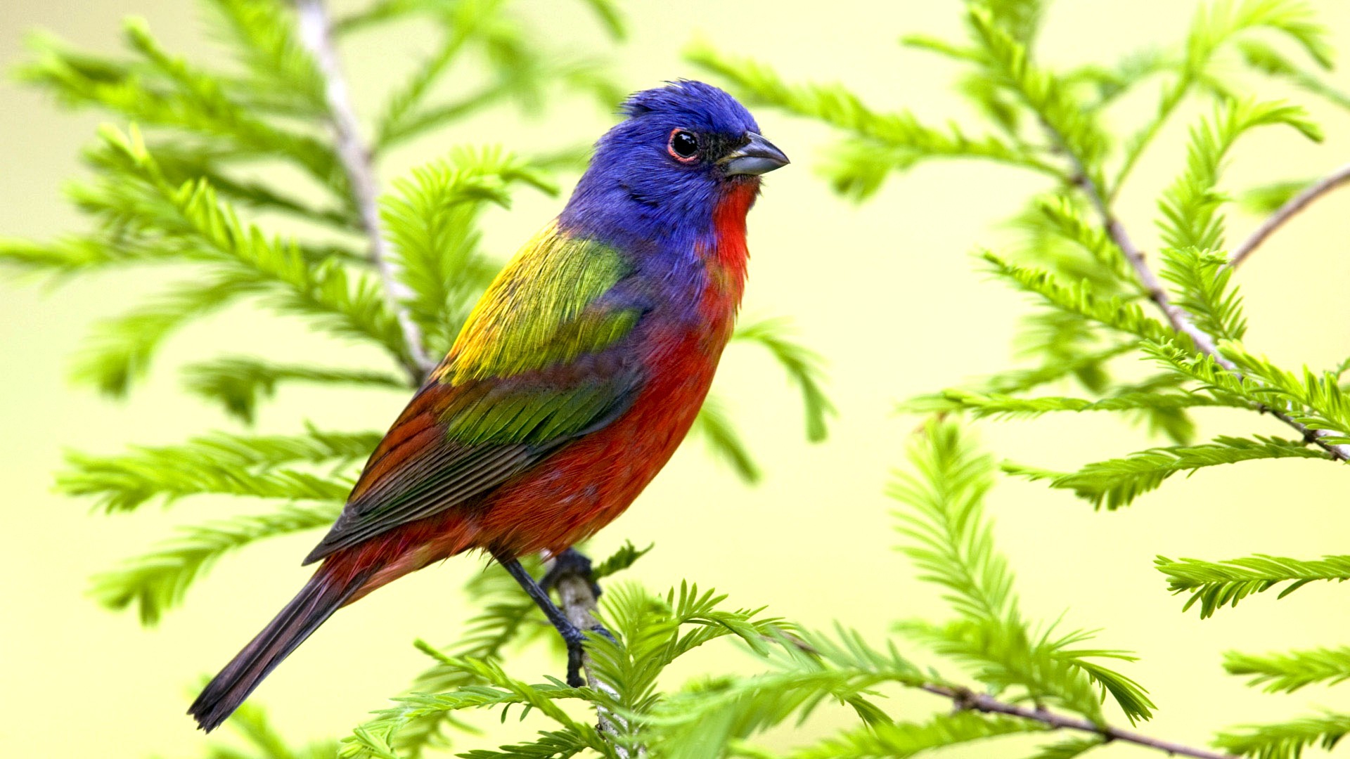 Colorful Birds Wallpapers