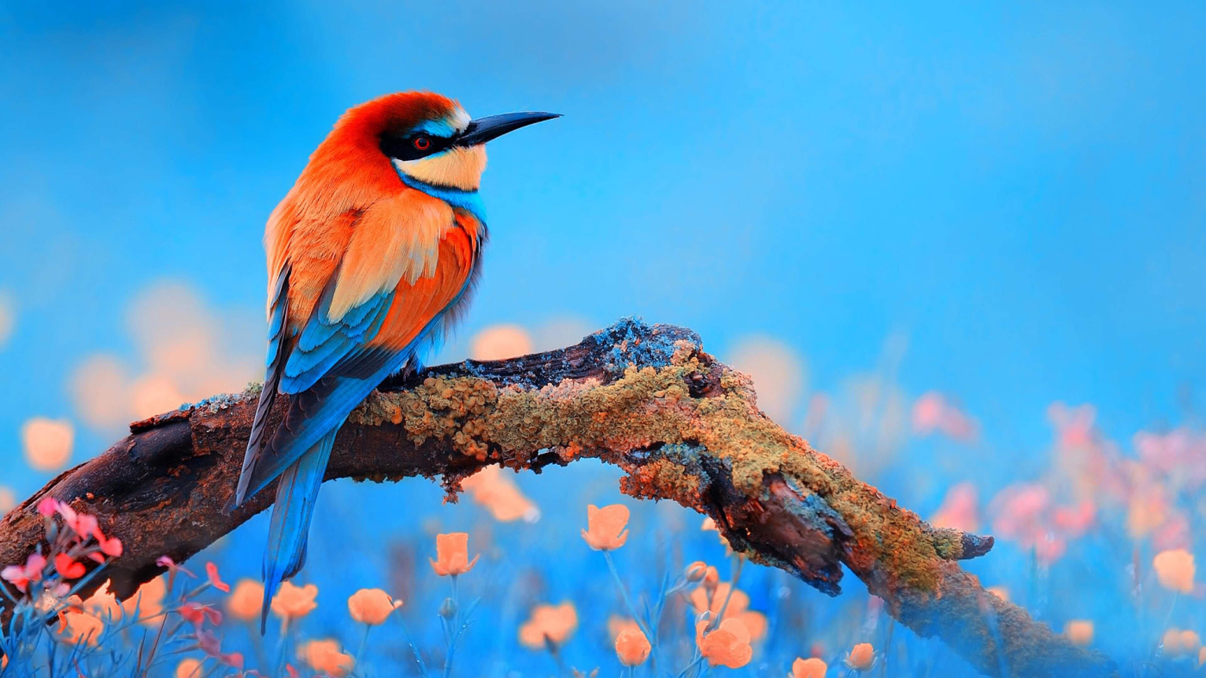 Colorful Birds Wallpapers