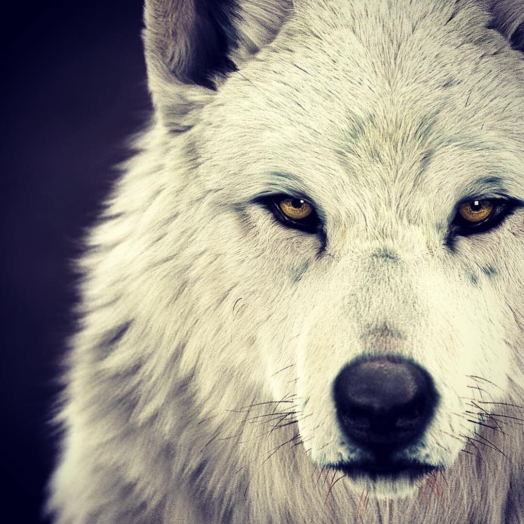 Colorful Closed Eyes Wolf Head Women Face Wallpapers