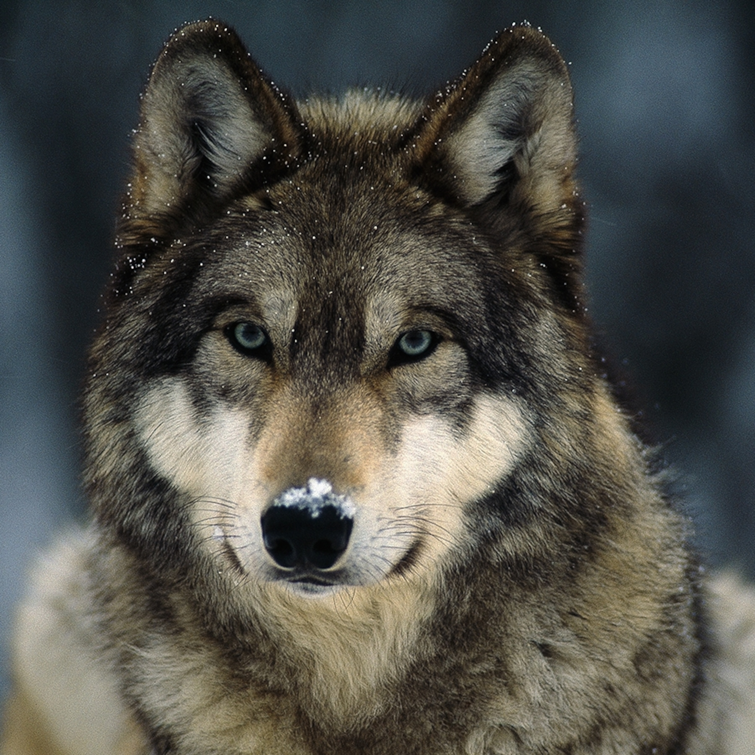 Colorful Closed Eyes Wolf Head Women Face Wallpapers