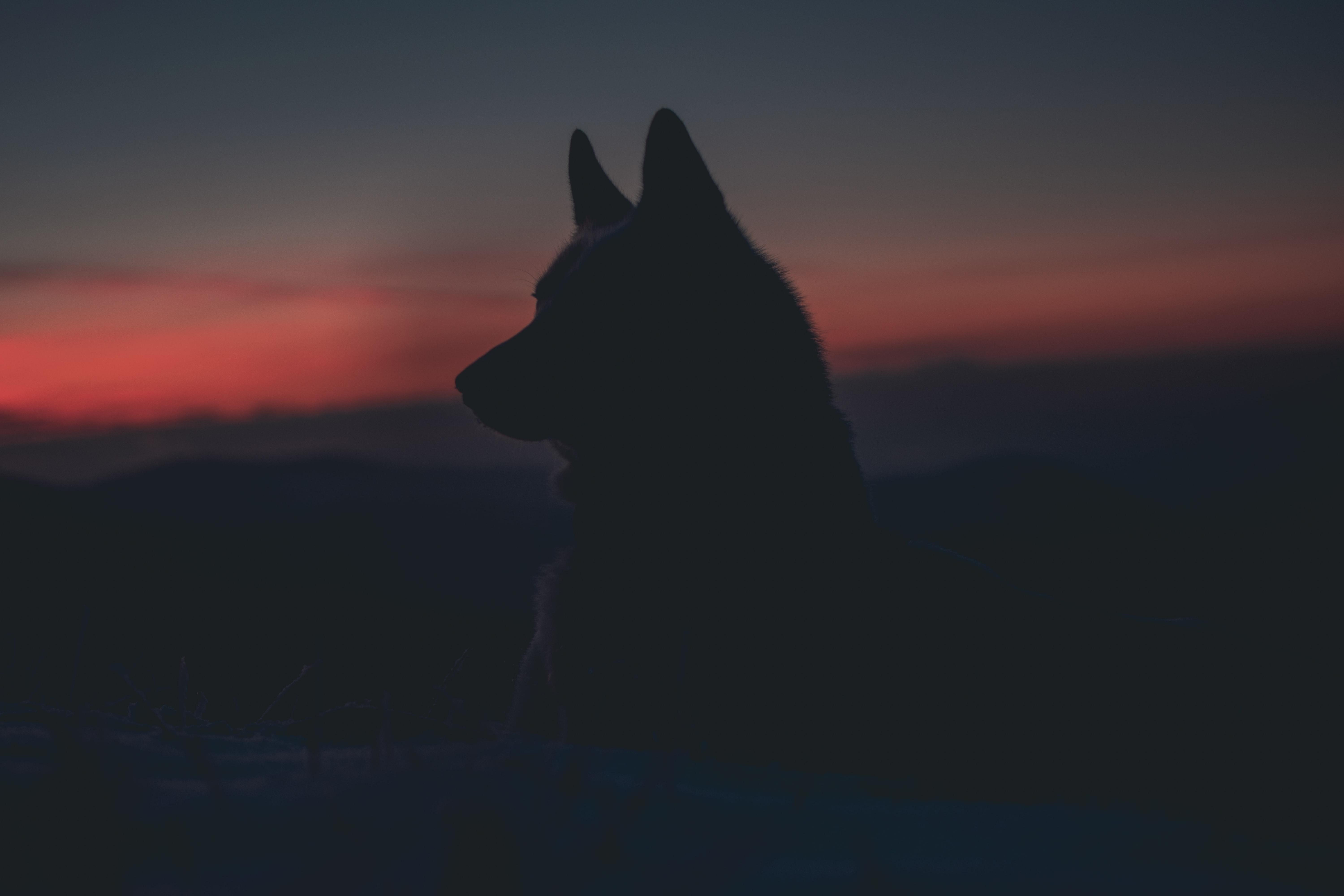 Colorful Closed Eyes Wolf Head Women Face Wallpapers