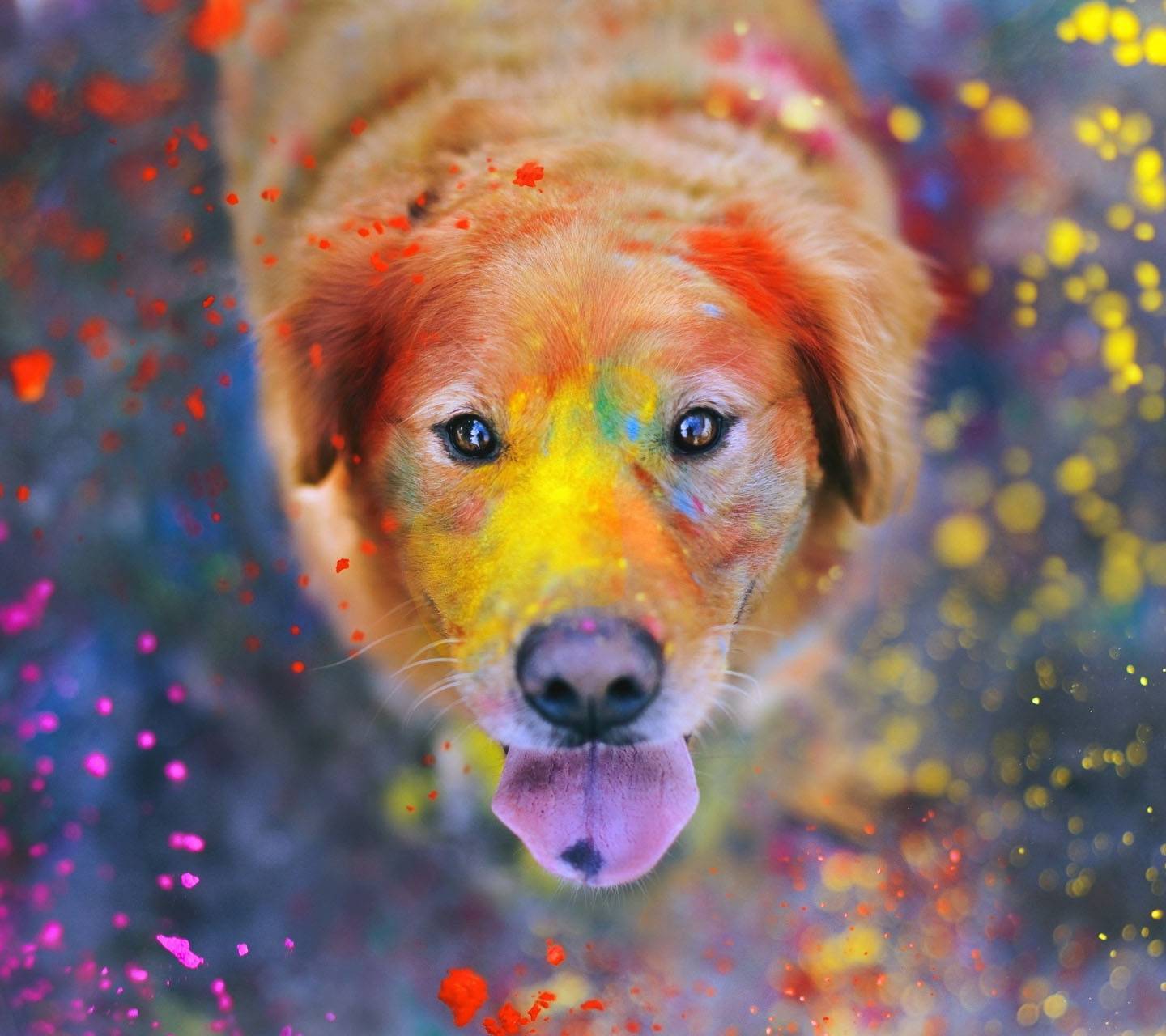 Colorful Dog Wallpapers