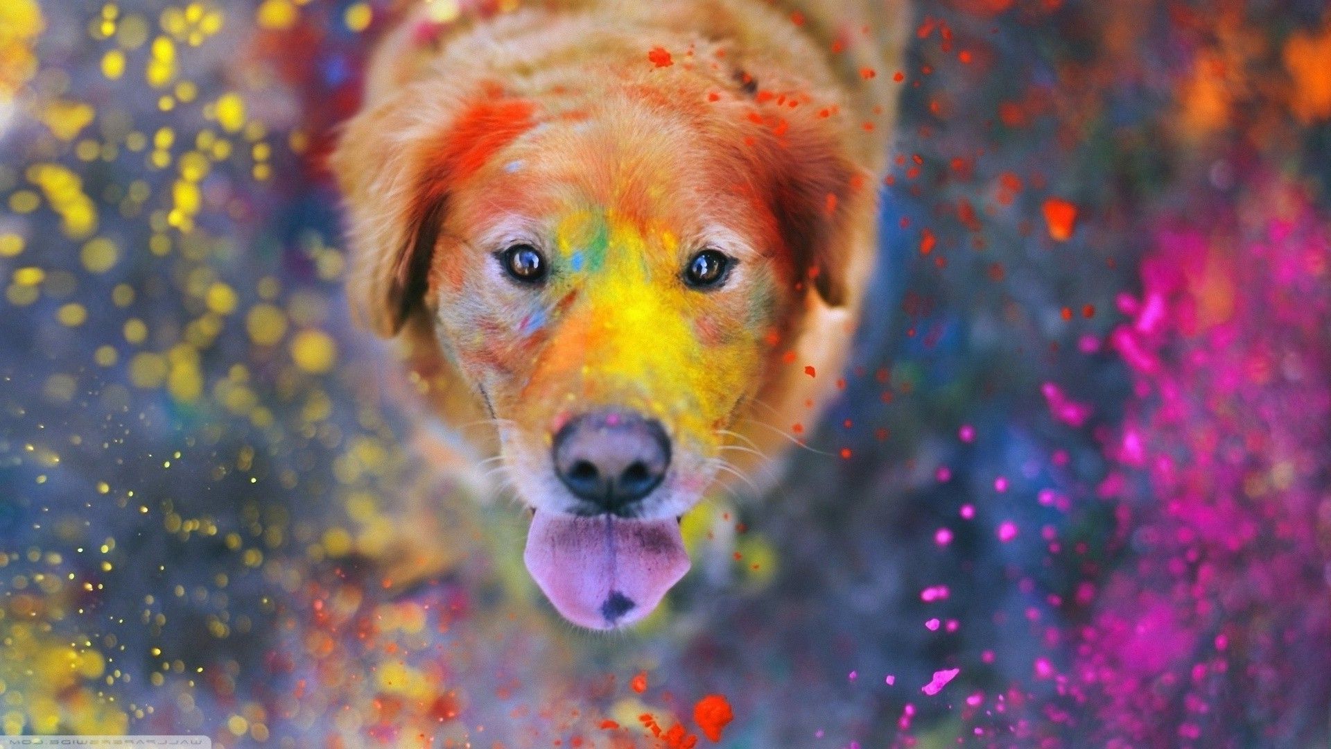 Colorful Dog Wallpapers