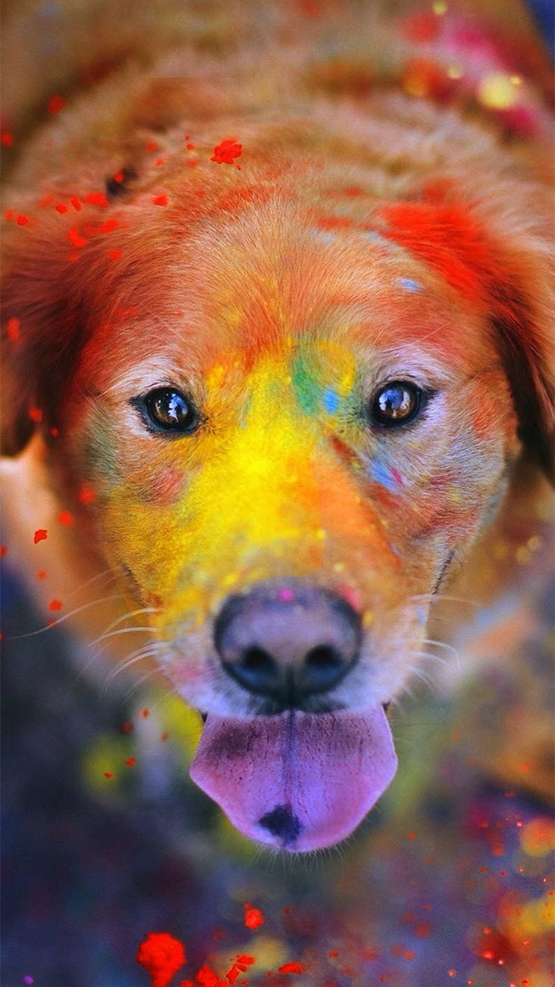 Colorful Dog Wallpapers