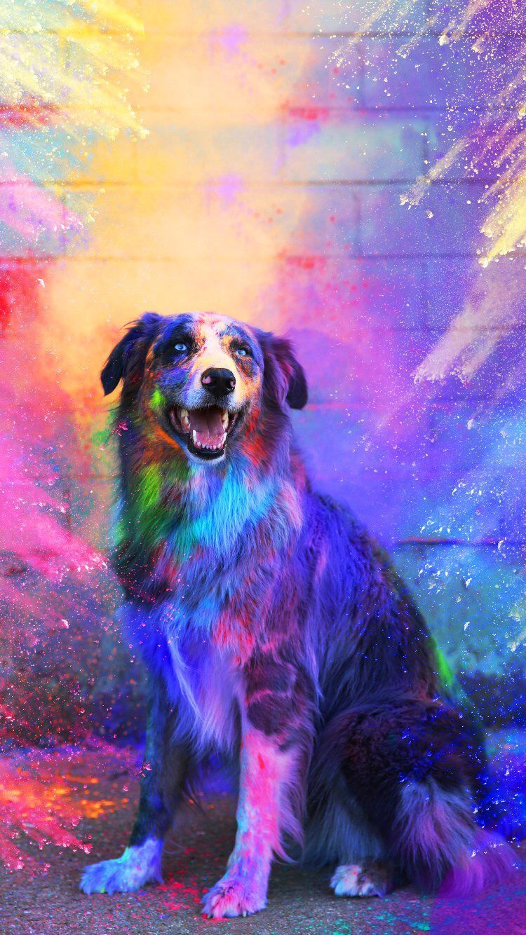 Colorful Dog Wallpapers