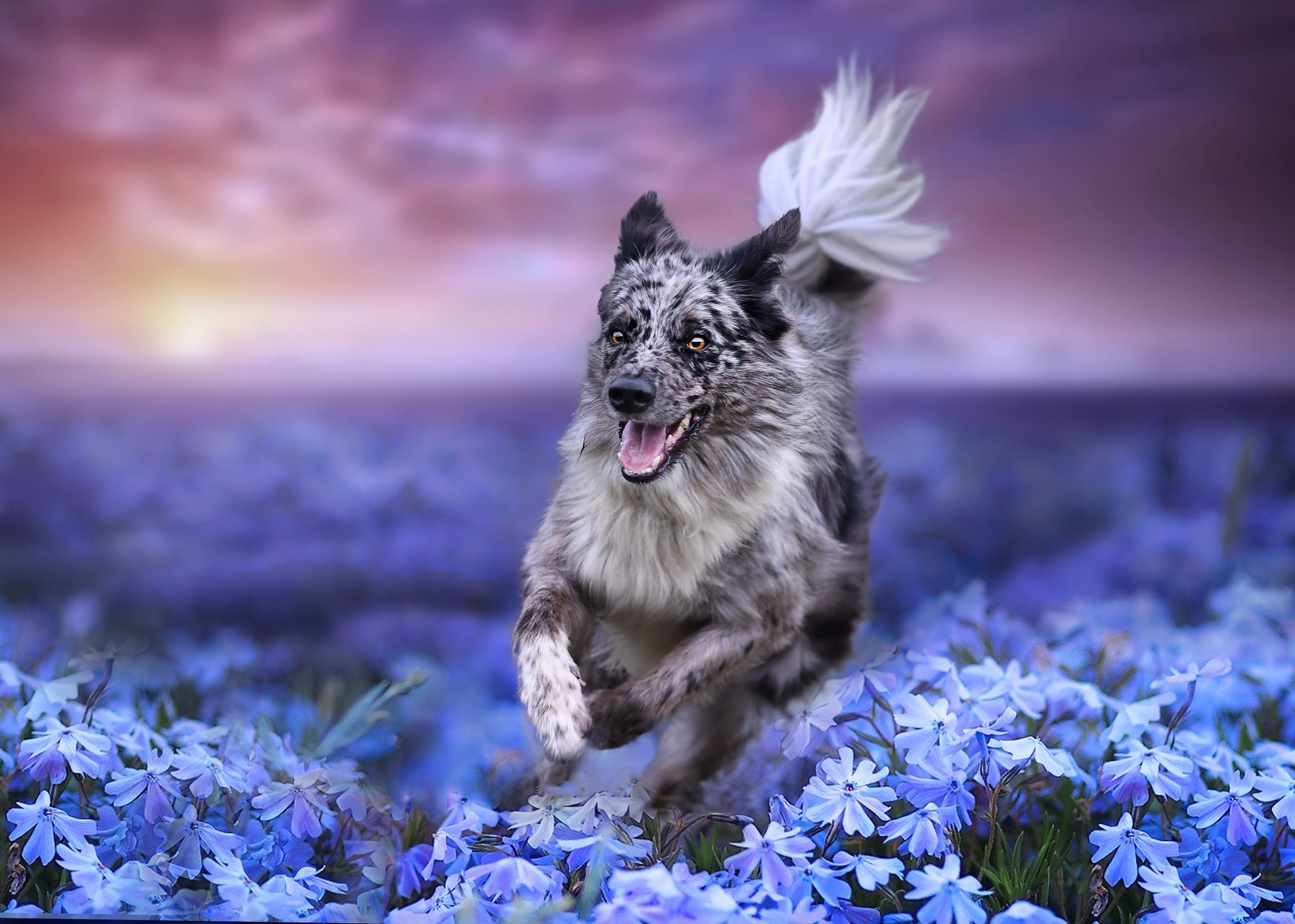 Colorful Dog Wallpapers