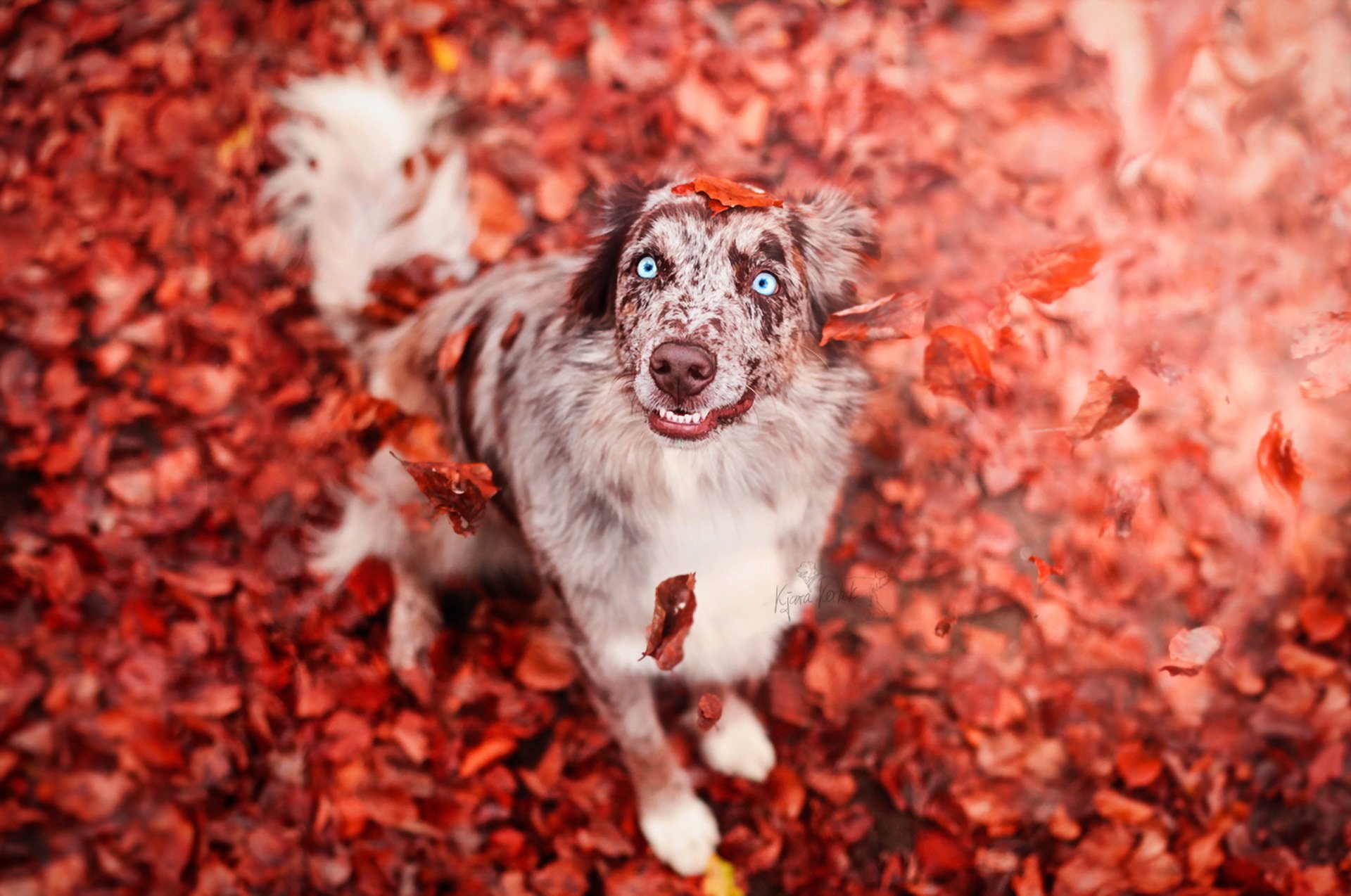 Colorful Dog Wallpapers