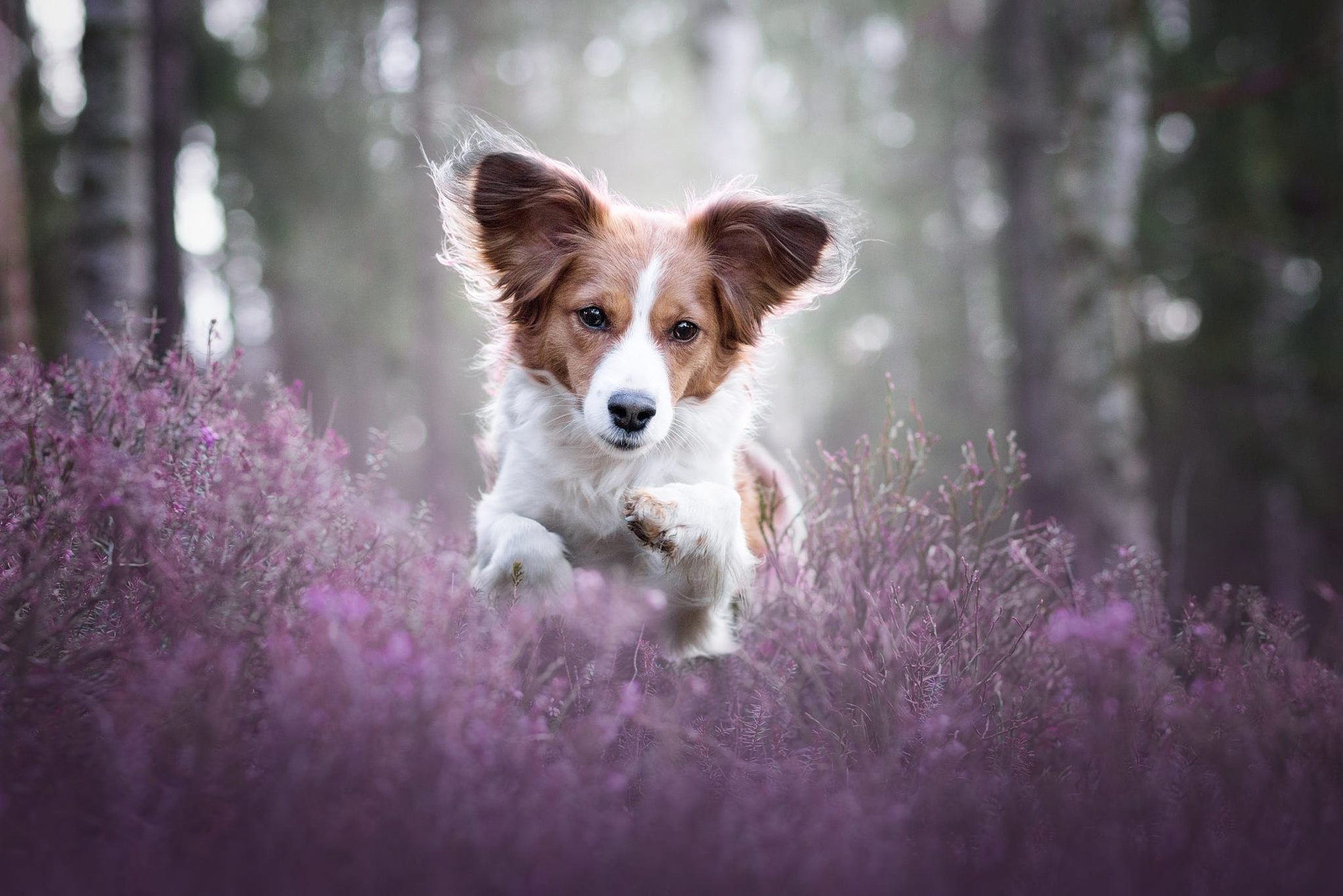 Colorful Dog Wallpapers