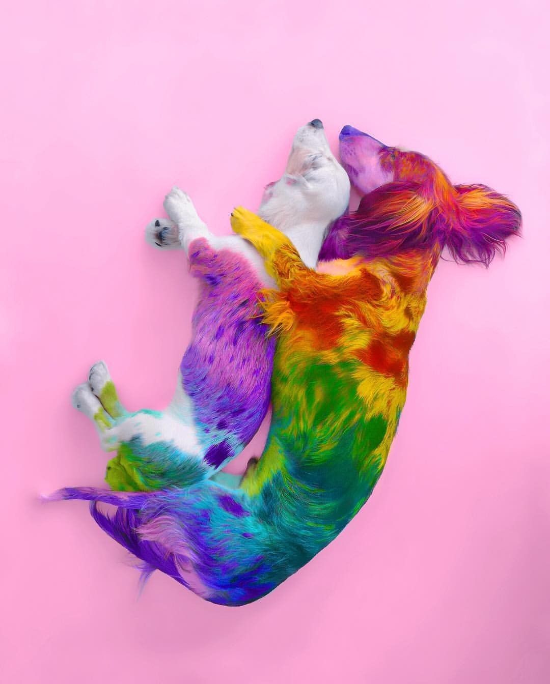 Colorful Dog Wallpapers