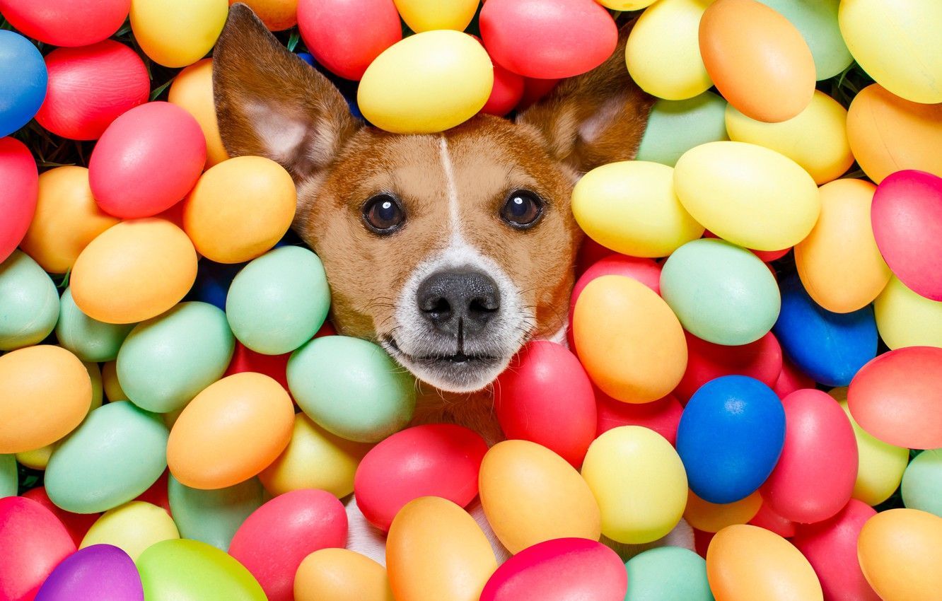 Colorful Dog Wallpapers