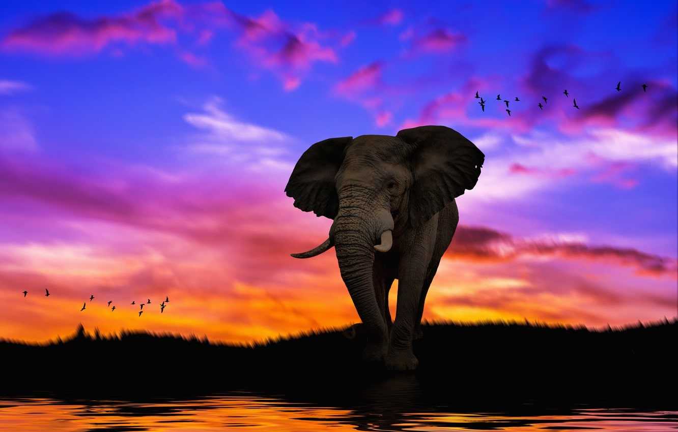 Colorful Elephant Wallpapers