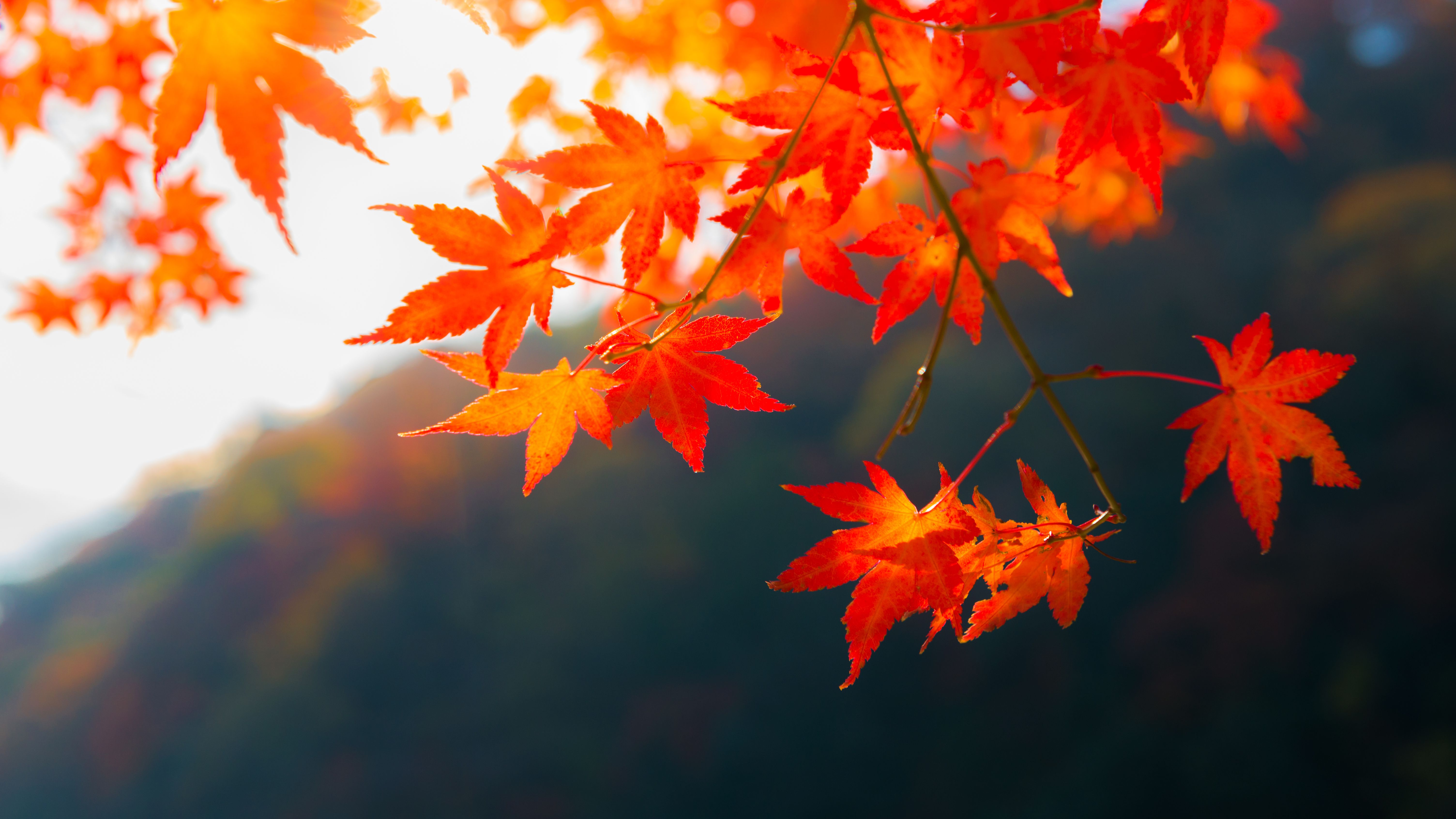 Colorful Fall Wallpapers