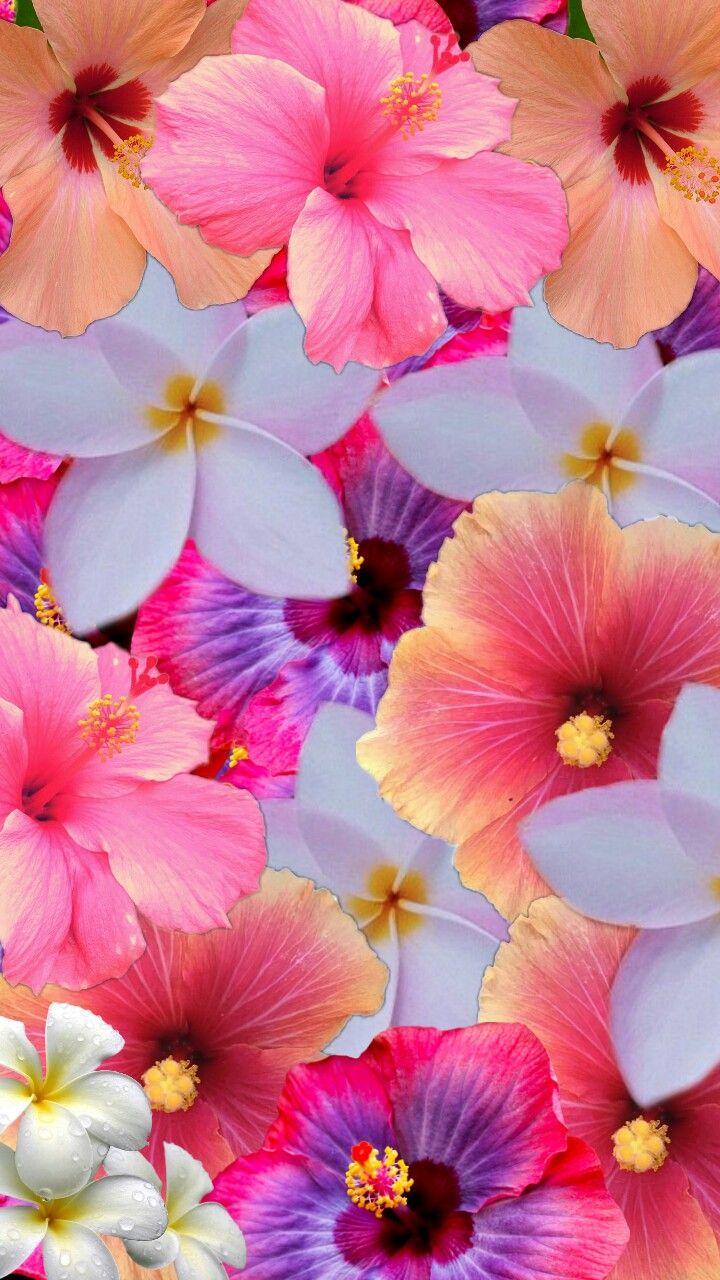 Colorful Flower Iphone Wallpapers