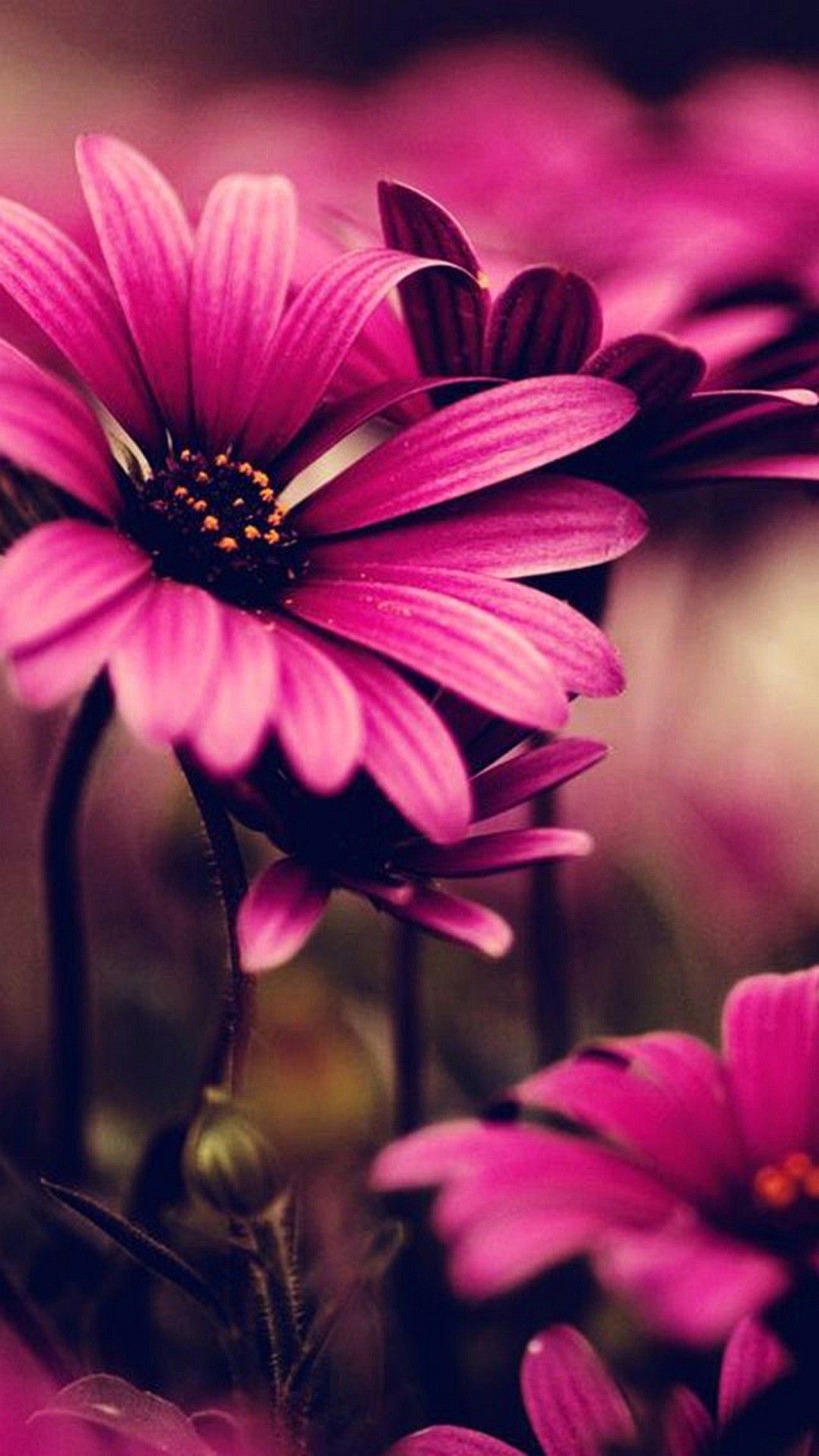 Colorful Flower Iphone Wallpapers