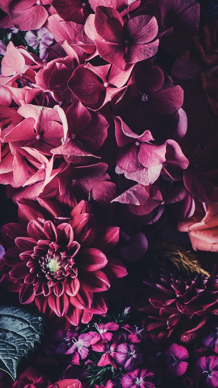Colorful Flower Iphone Wallpapers