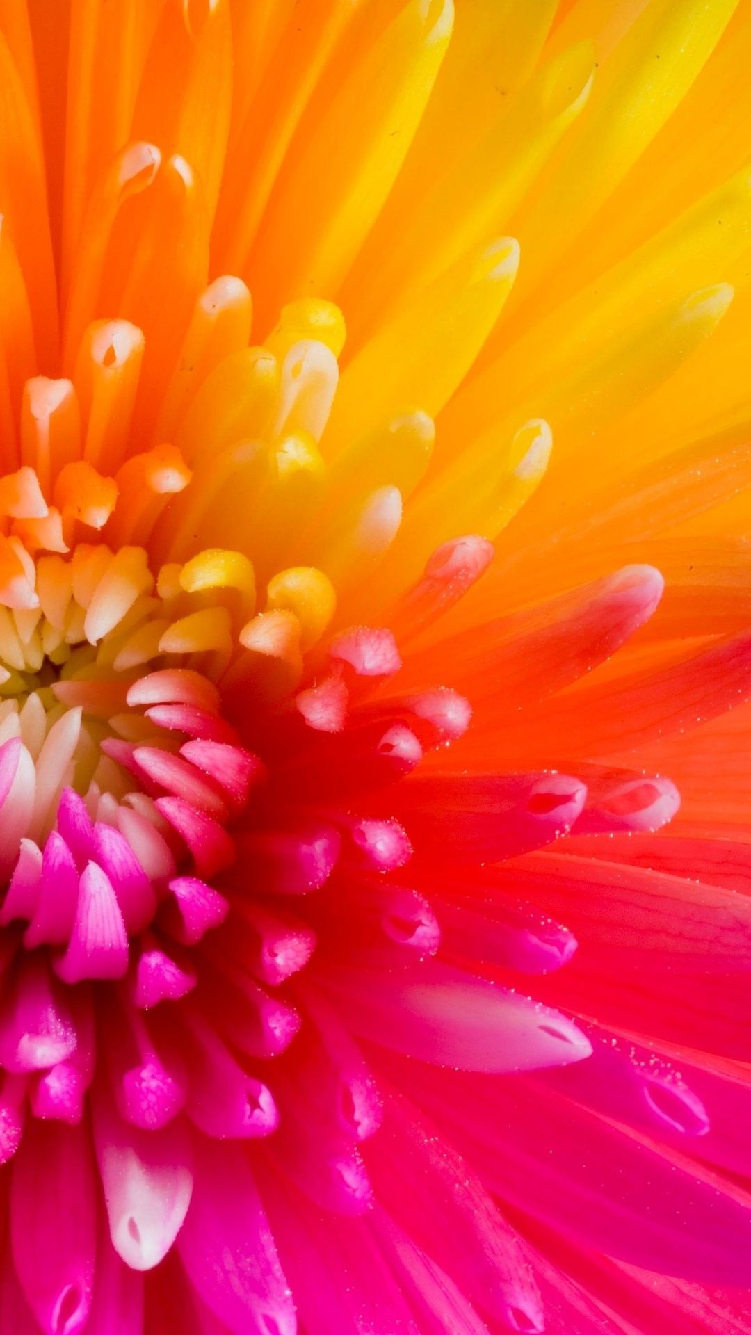 Colorful Flower Iphone Wallpapers