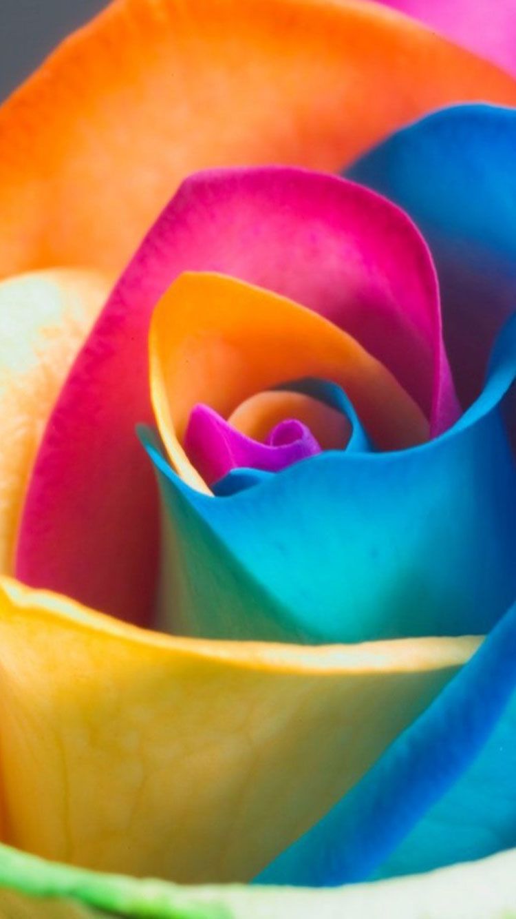 Colorful Flower Iphone Wallpapers