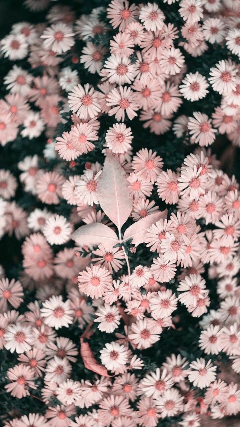 Colorful Flower Iphone Wallpapers