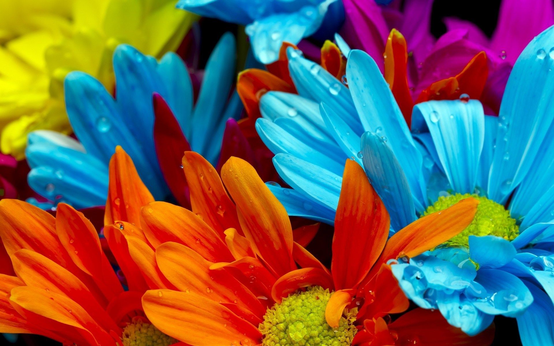 Colorful Flower Wallpapers