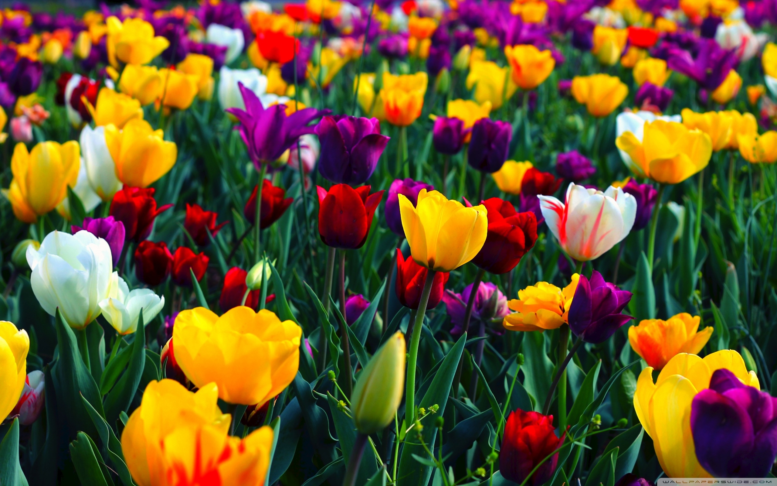 Colorful Flowers Wallpapers