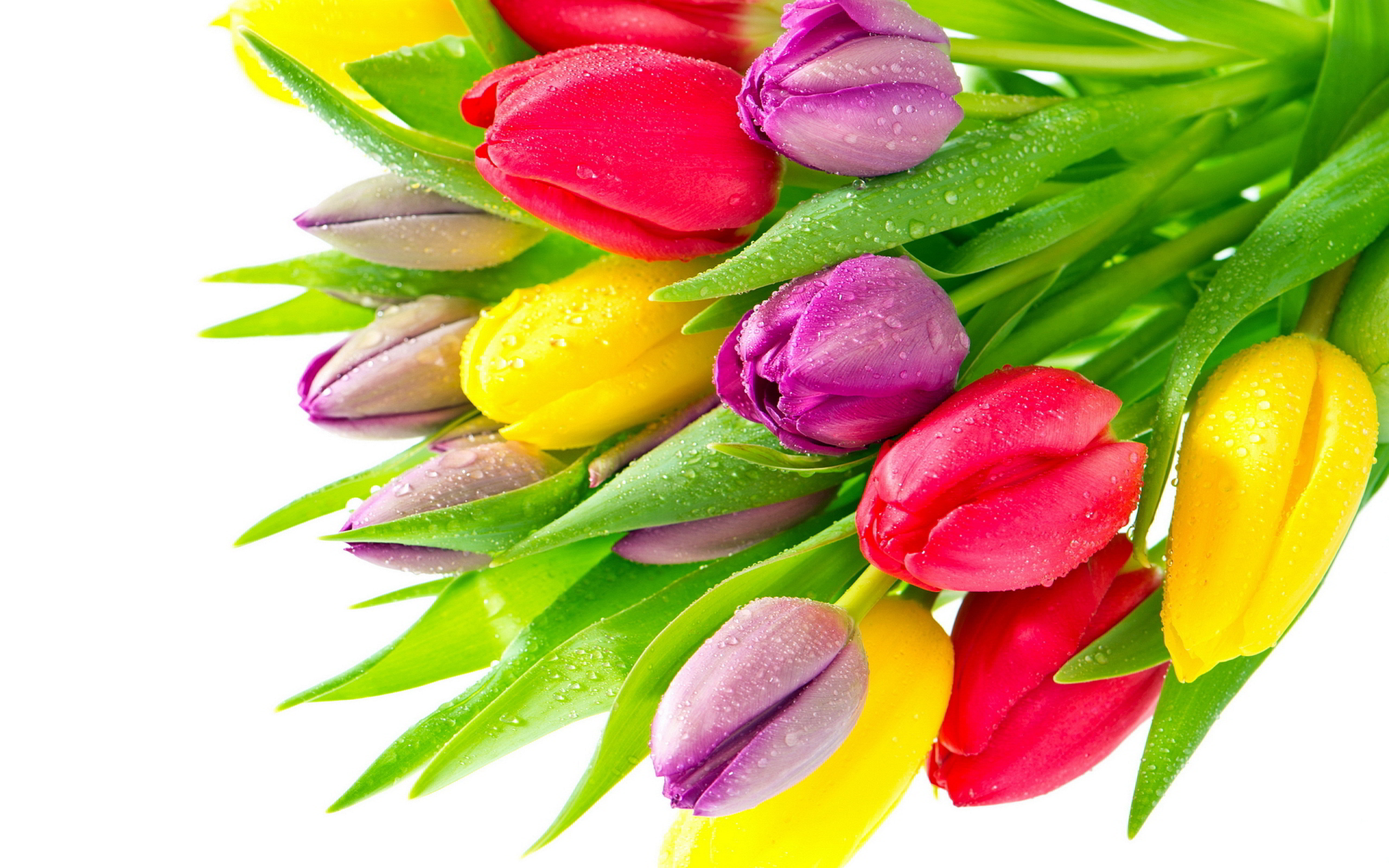 Colorful Flowers Wallpapers