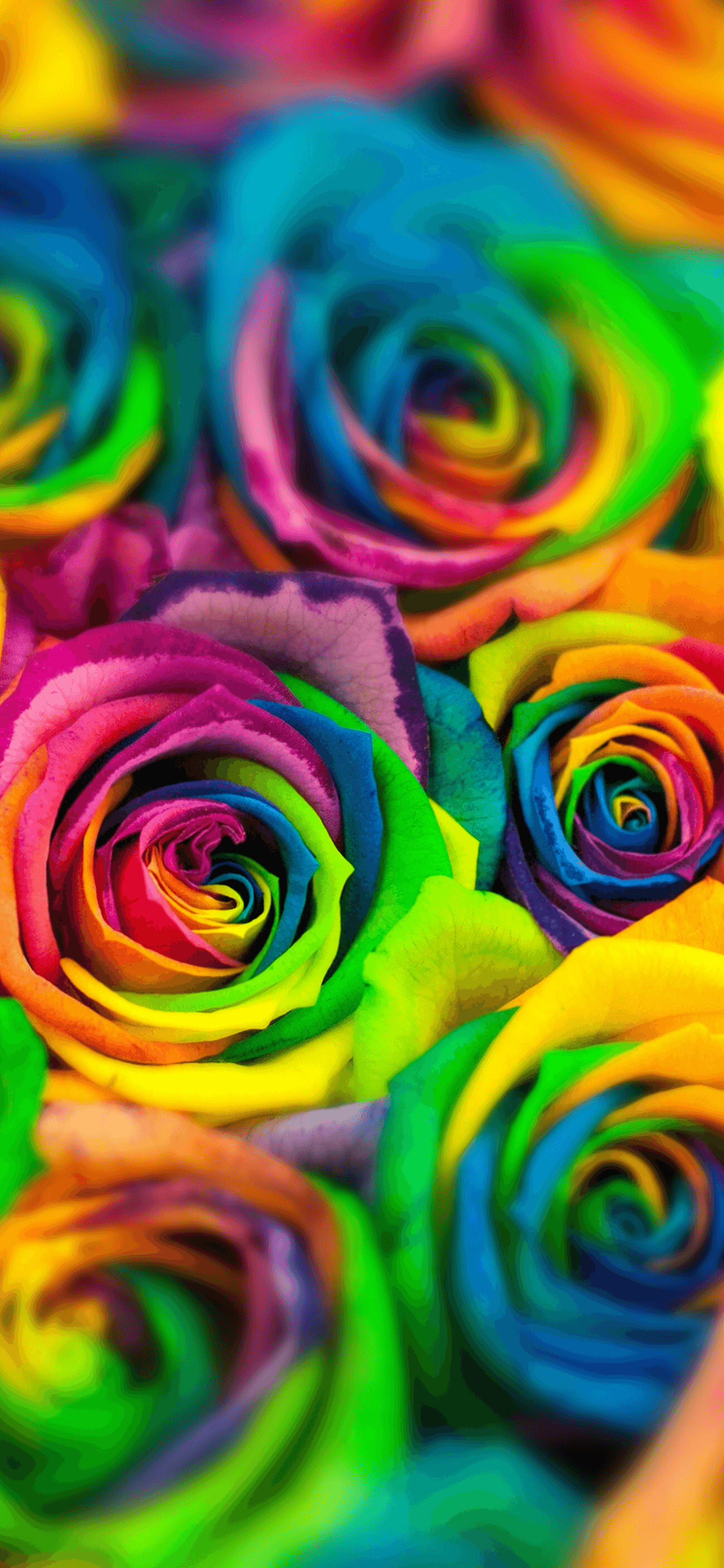 Colorful Flowers Wallpapers