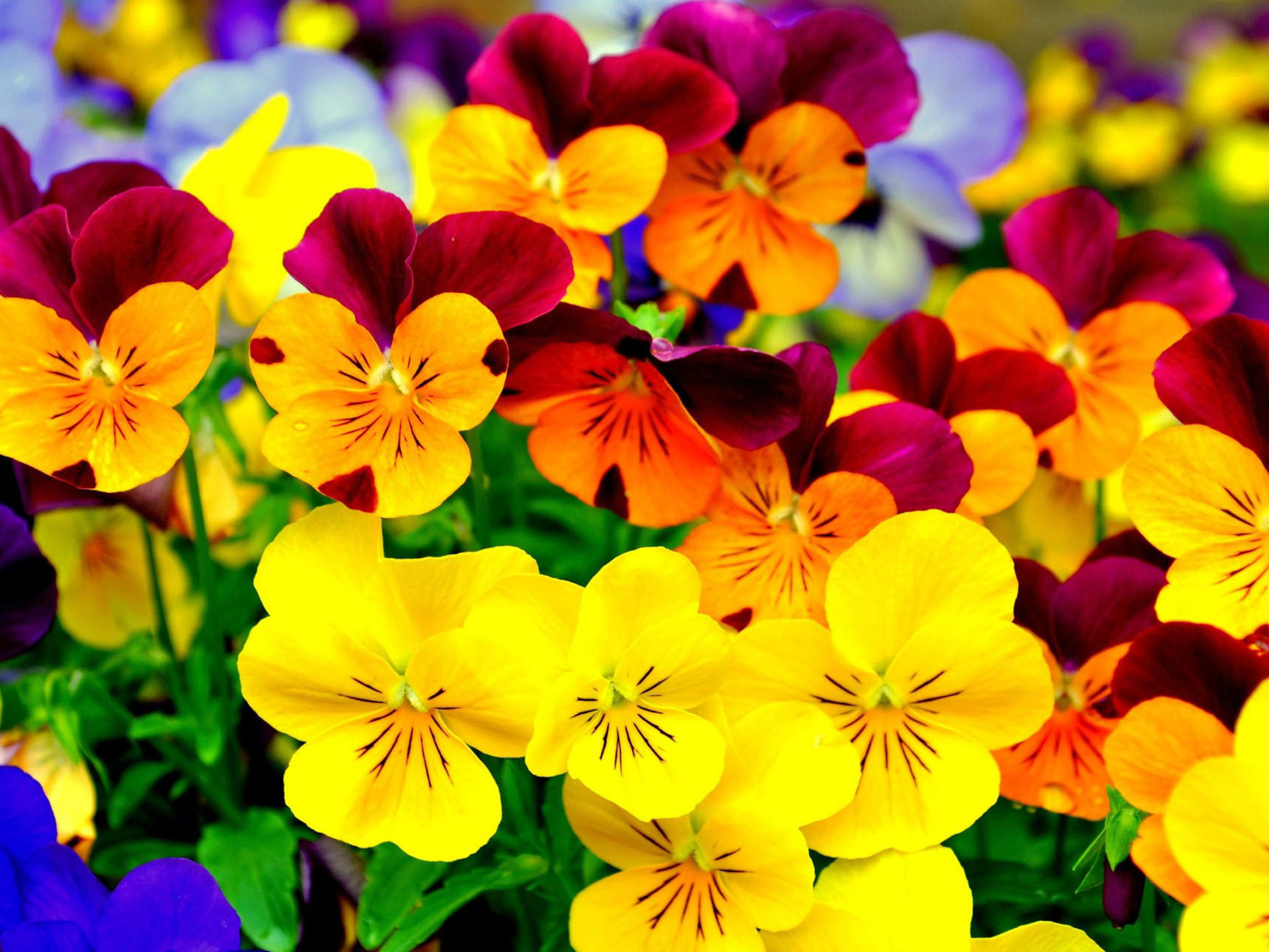 Colorful Flowers Wallpapers