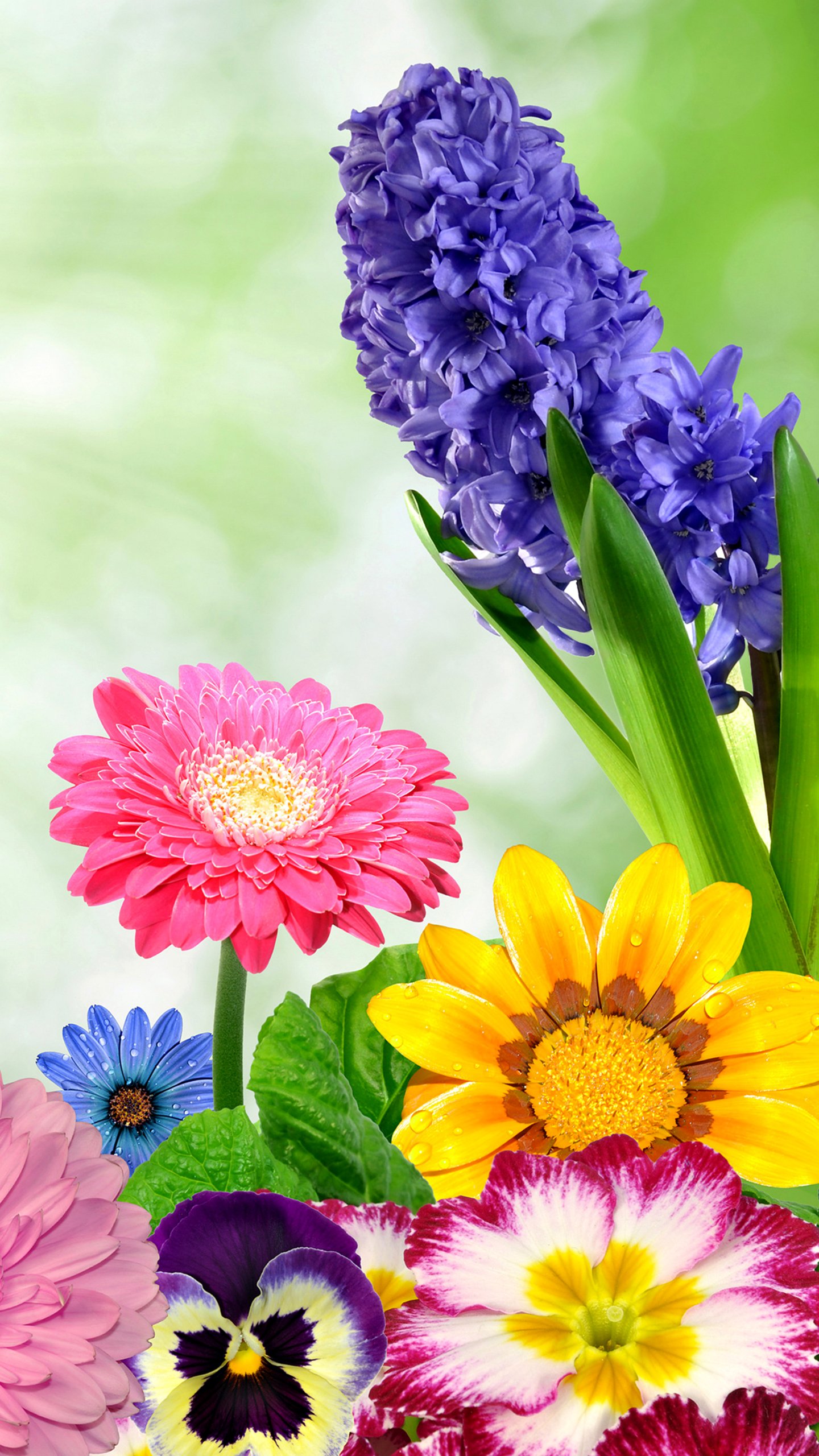 Colorful Flowers Wallpapers