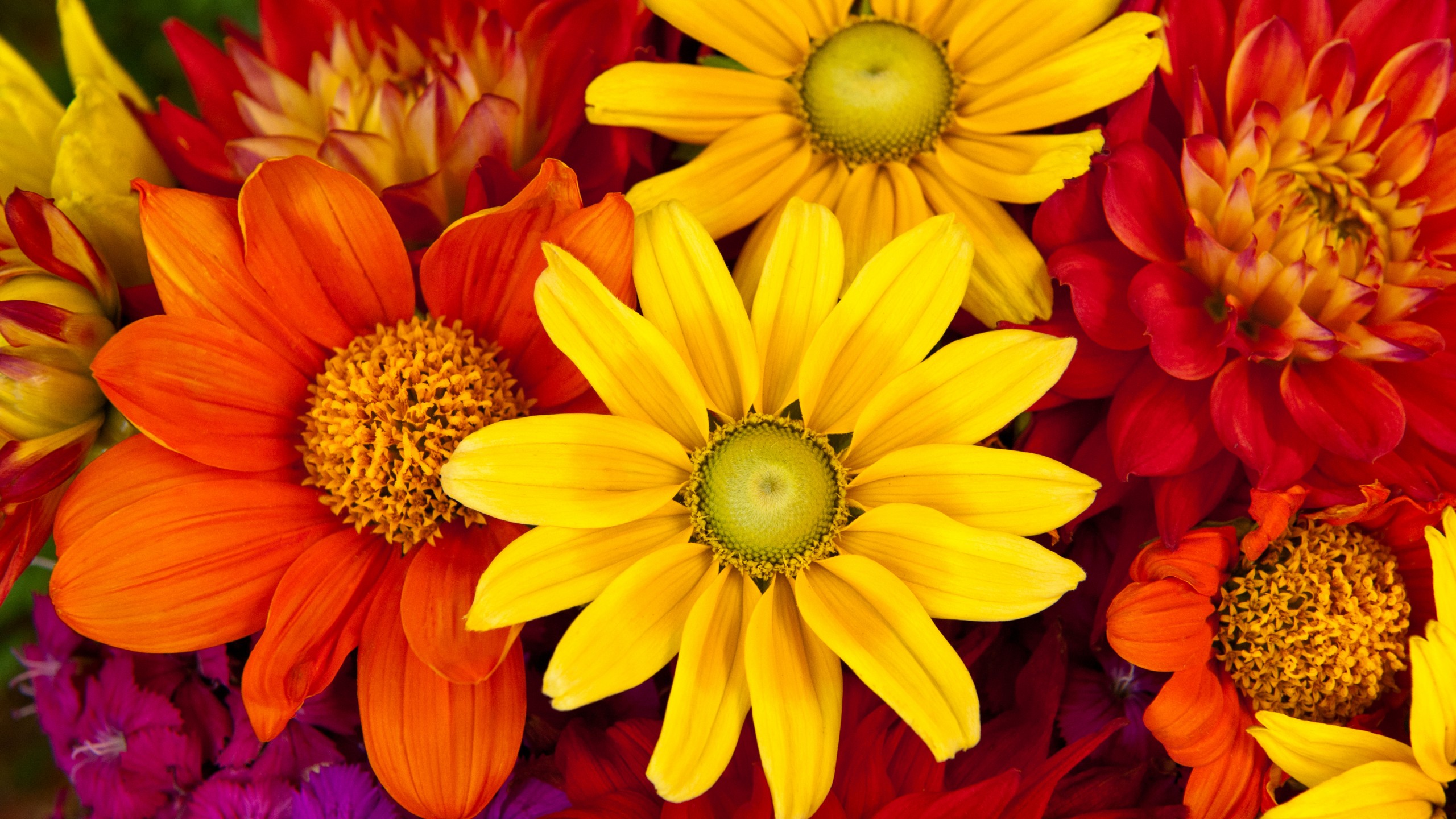 Colorful Flowers Wallpapers